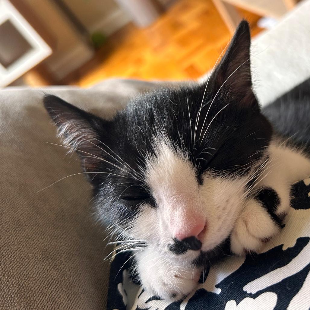 Enlarge Milo Miquelot (bonded w/Mate Miquelot), a Adoptable Domestic Short Hair in Merrifield, VA image 6/6
