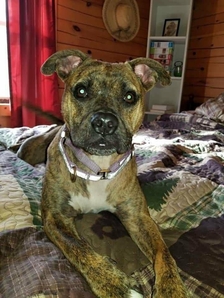 Enlarge Nala, a Adoptable mixed breed in New York, NY image 1/3