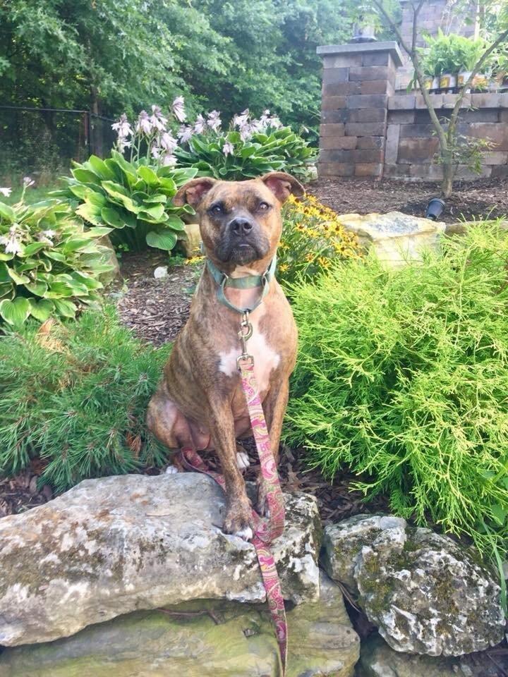 Enlarge Nala, a Adoptable mixed breed in New York, NY image 2/3