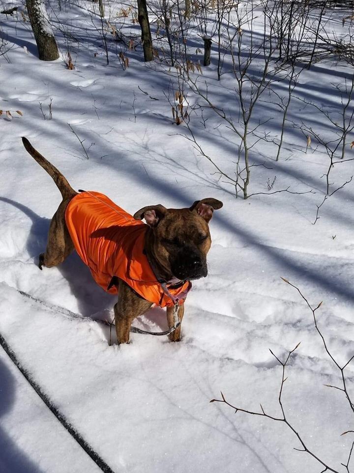 Enlarge Nala, a Adoptable mixed breed in New York, NY image 3/3