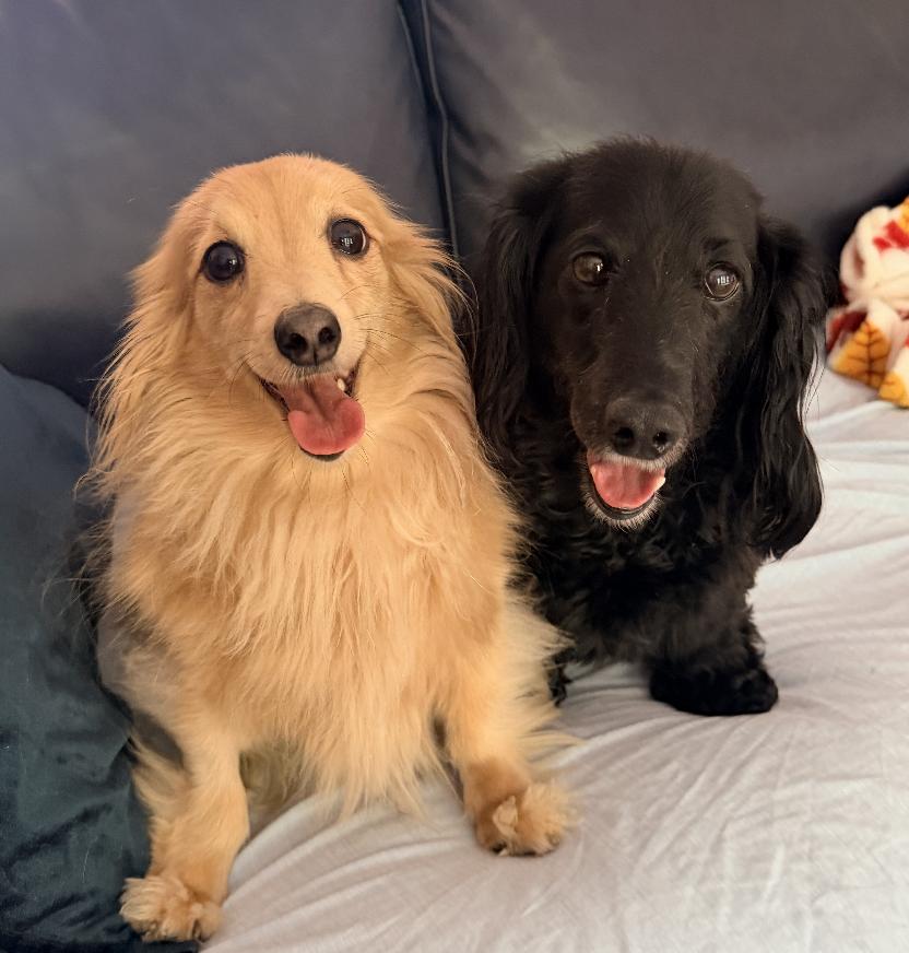 Abby bonded with BB, Adopted, Adult Female Dachshund.