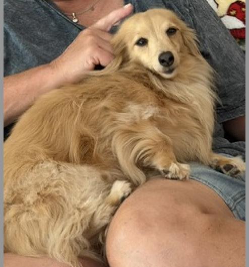 Abby bonded with BB, a Adopted Dachshund in Decatur, GA image 2/3