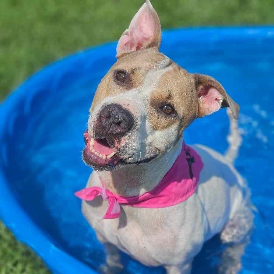 Lexus aka Kylie, a Adoptable Mixed Breed in Myrtle Beach, SC image 3/6