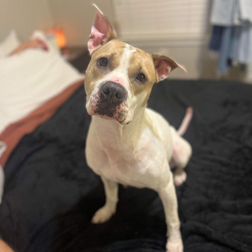 Lexus aka Kylie, a Adoptable Mixed Breed in Myrtle Beach, SC image 4/6