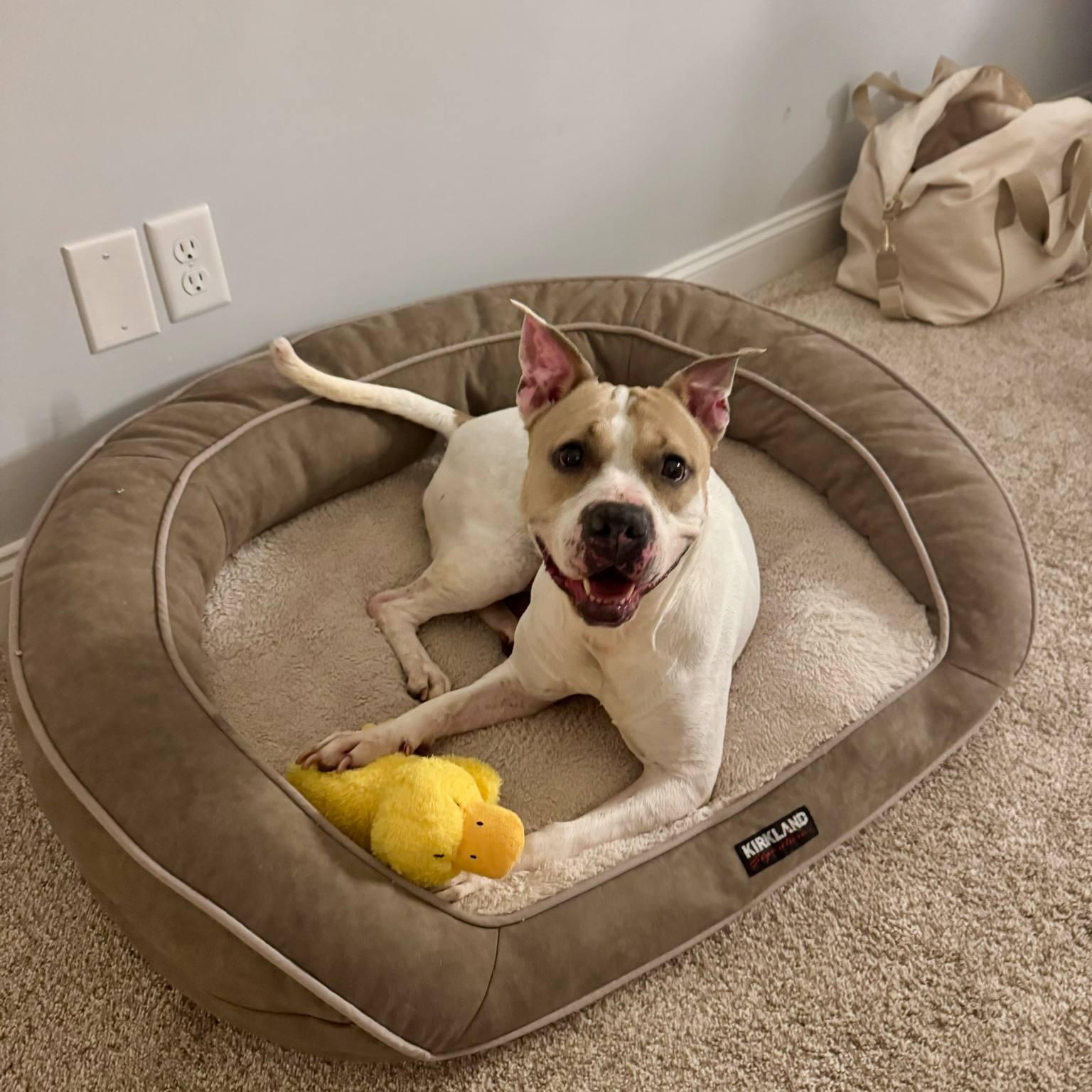 Lexus aka Kylie, a Adoptable Mixed Breed in Myrtle Beach, SC image 1/6