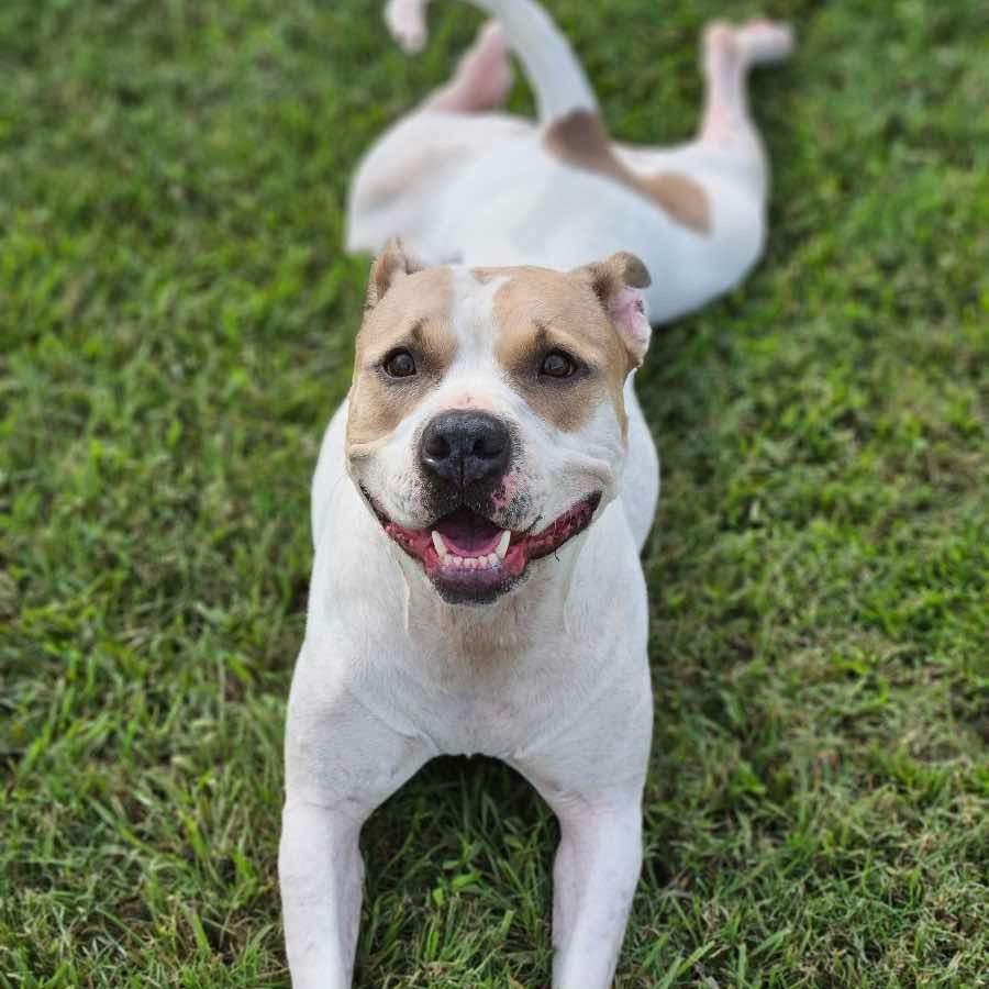 Lexus aka Kylie, a Adoptable Mixed Breed in Myrtle Beach, SC image 2/6