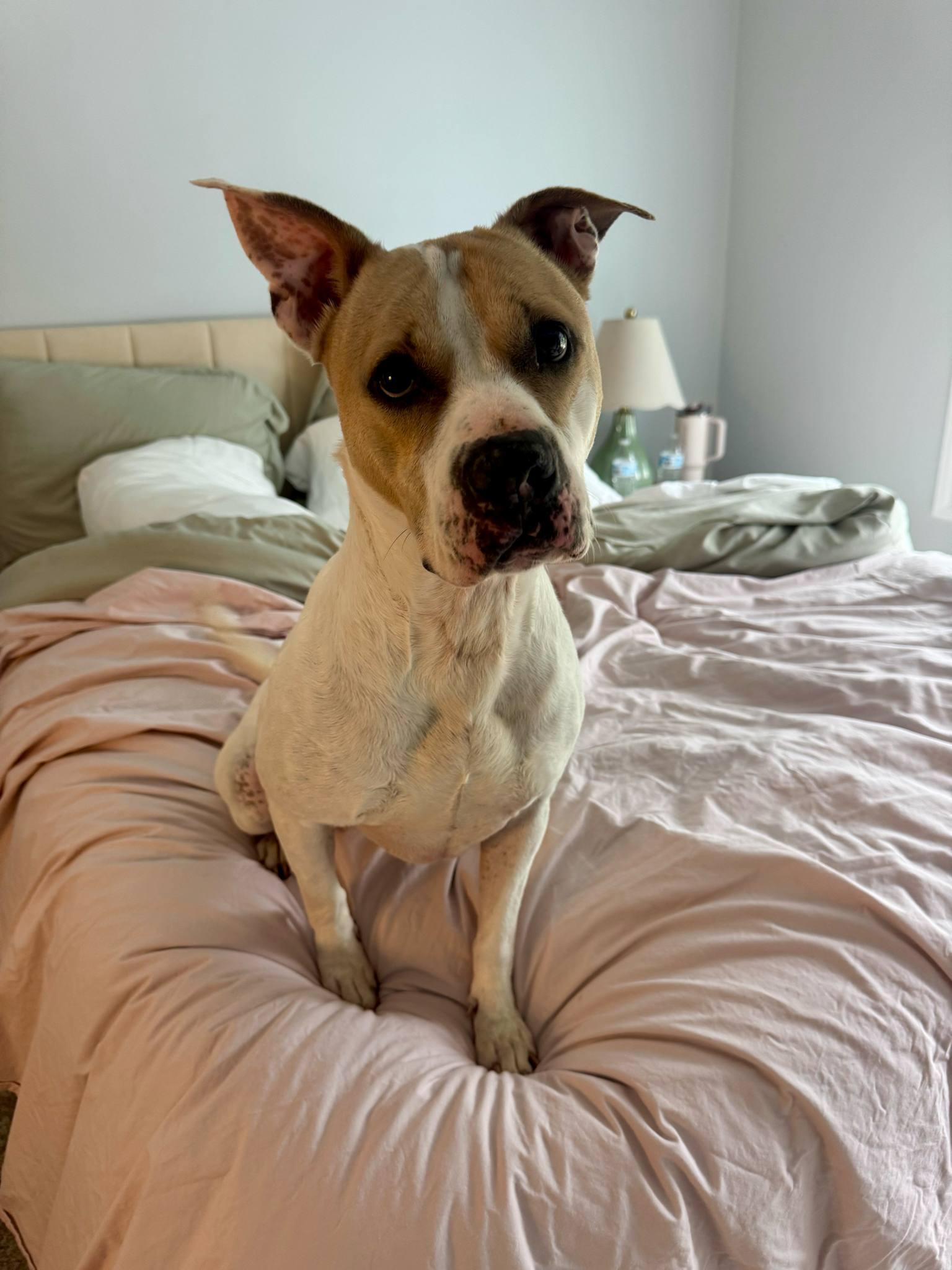 Lexus aka Kylie, a Adoptable Mixed Breed in Myrtle Beach, SC image 5/6