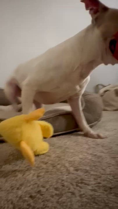 Enlarge Lexus aka Kylie, a Adoptable Mixed Breed in Myrtle Beach, SC video 6/6