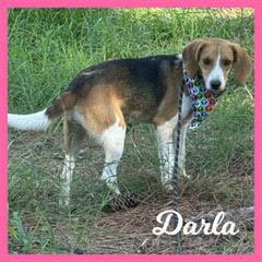 Darla, Adopted, Young Female Beagle.