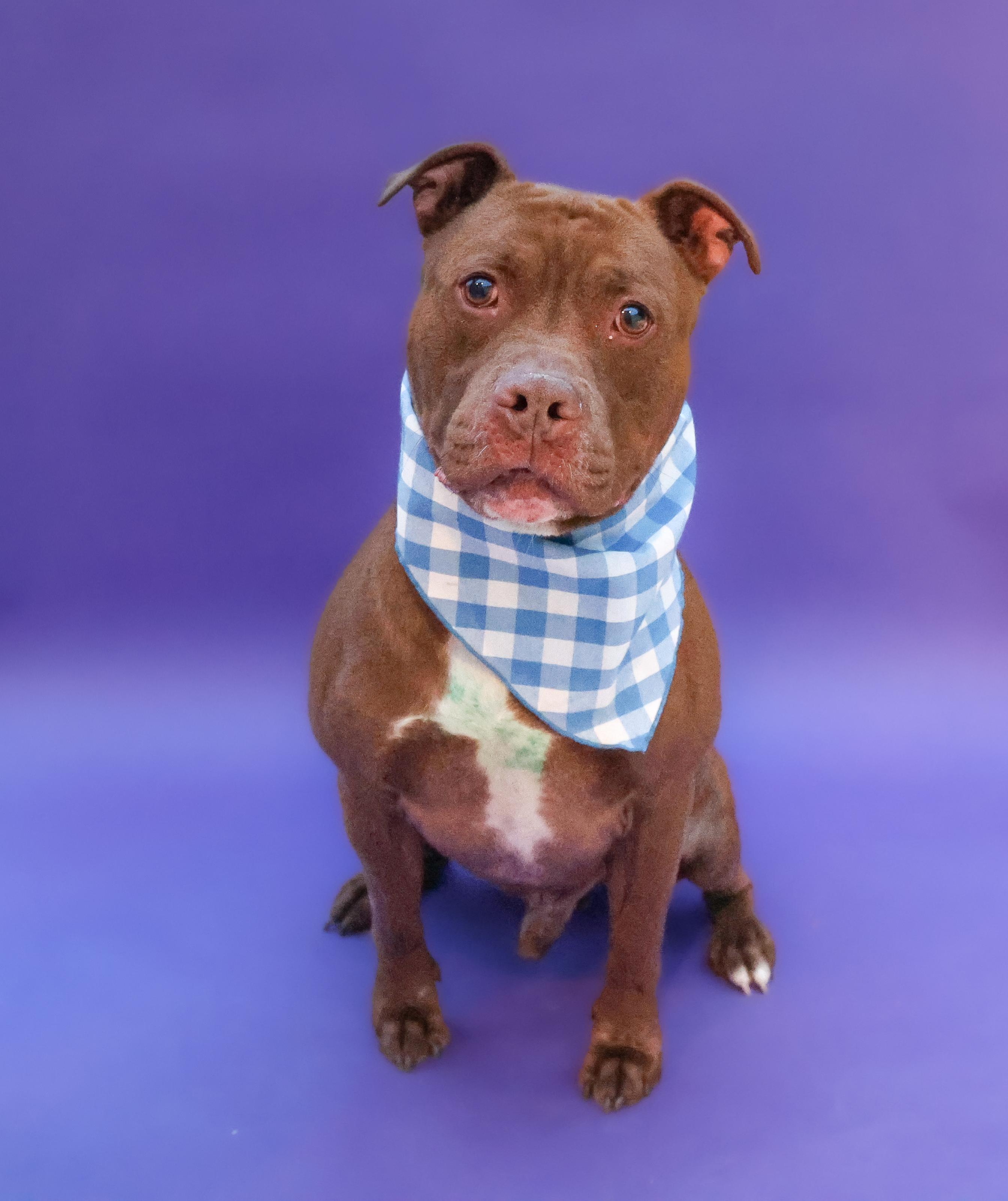 Zeus, Adoptable, Adult Male Pit Bull Terrier & American Staffordshire Terrier.