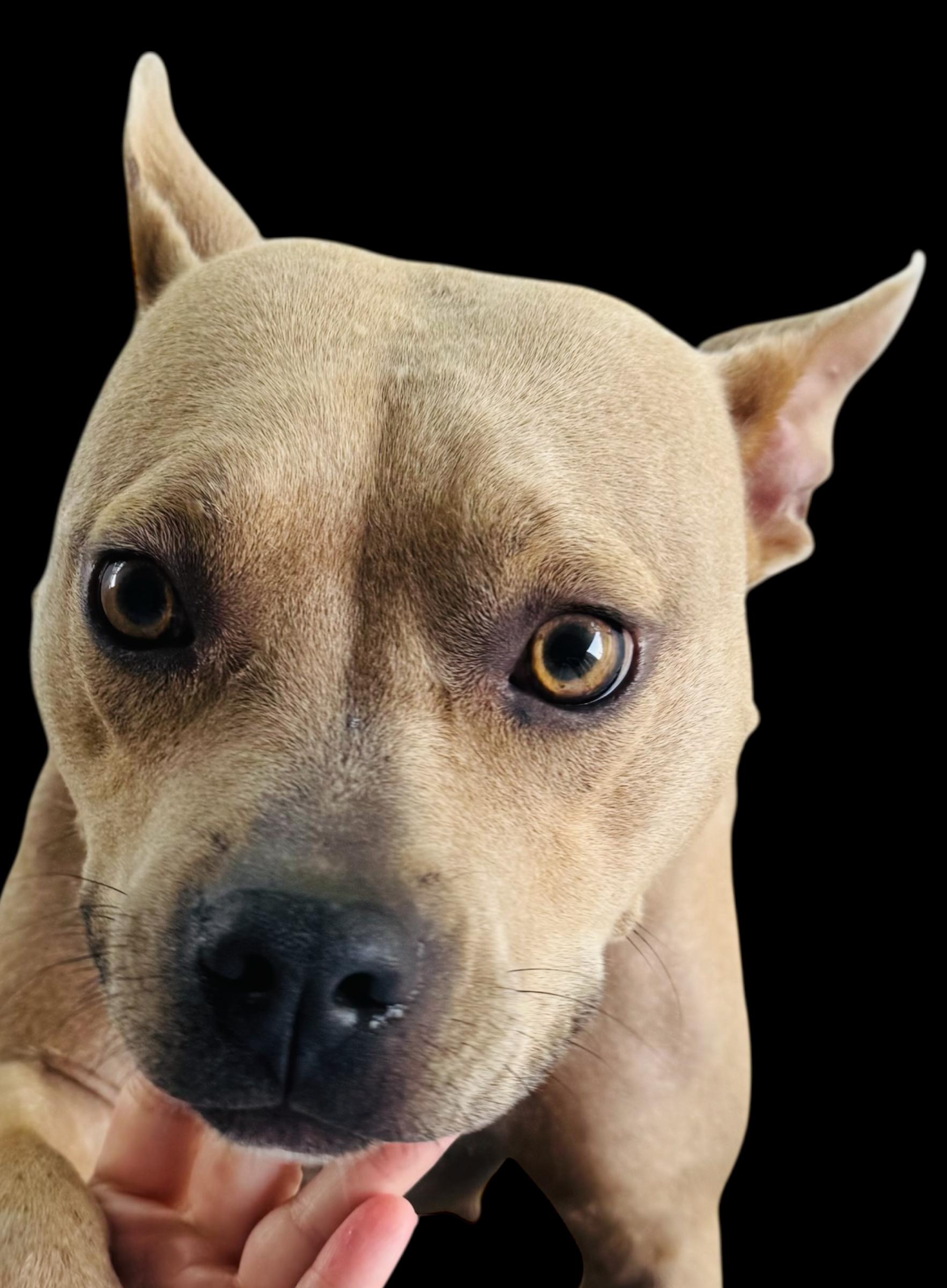 Enlarge Smurfette, a Adoptable mixed breed in Troy, AL image 1/1