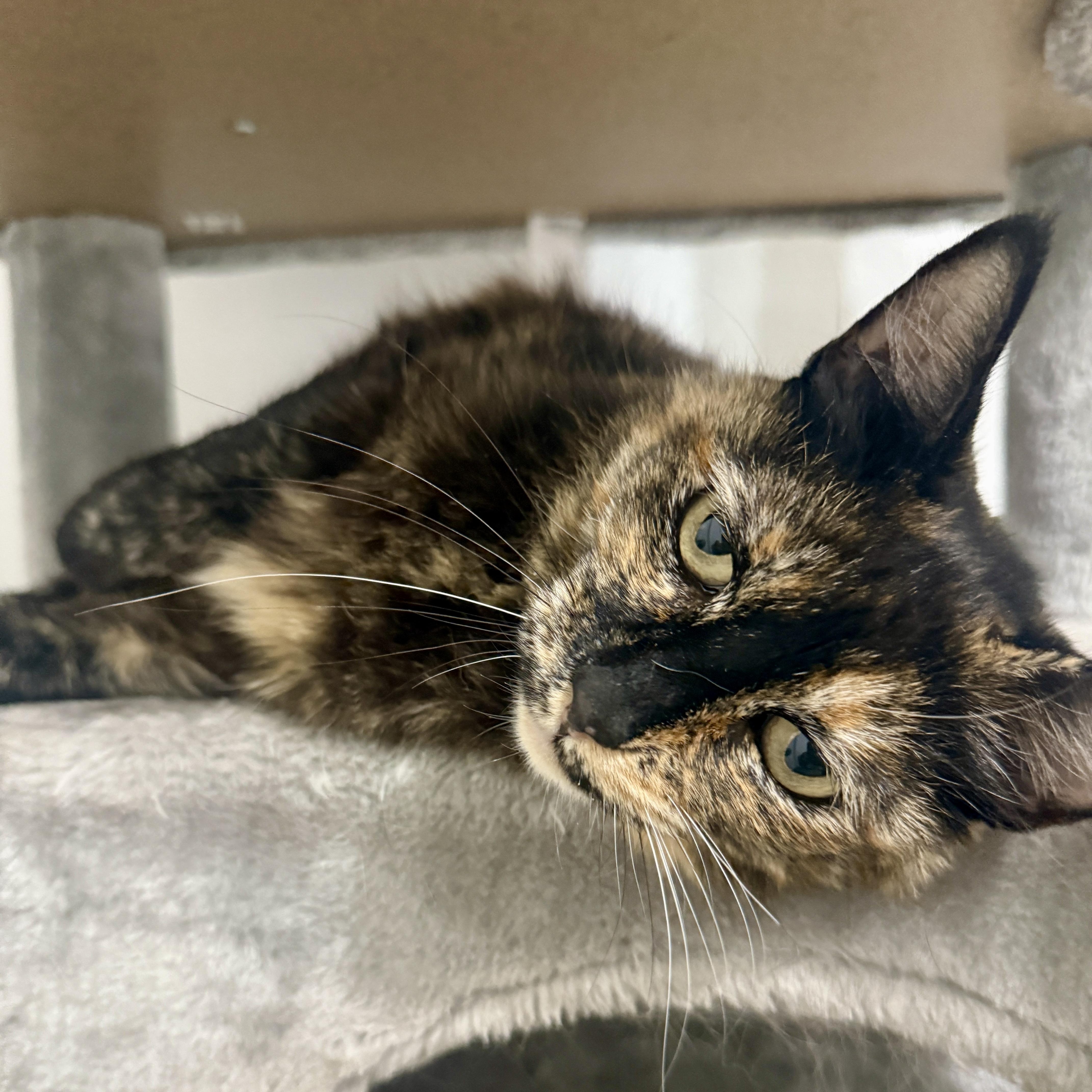 Jade, a Adoptable Domestic Short Hair in Chandler, AZ image 3/5