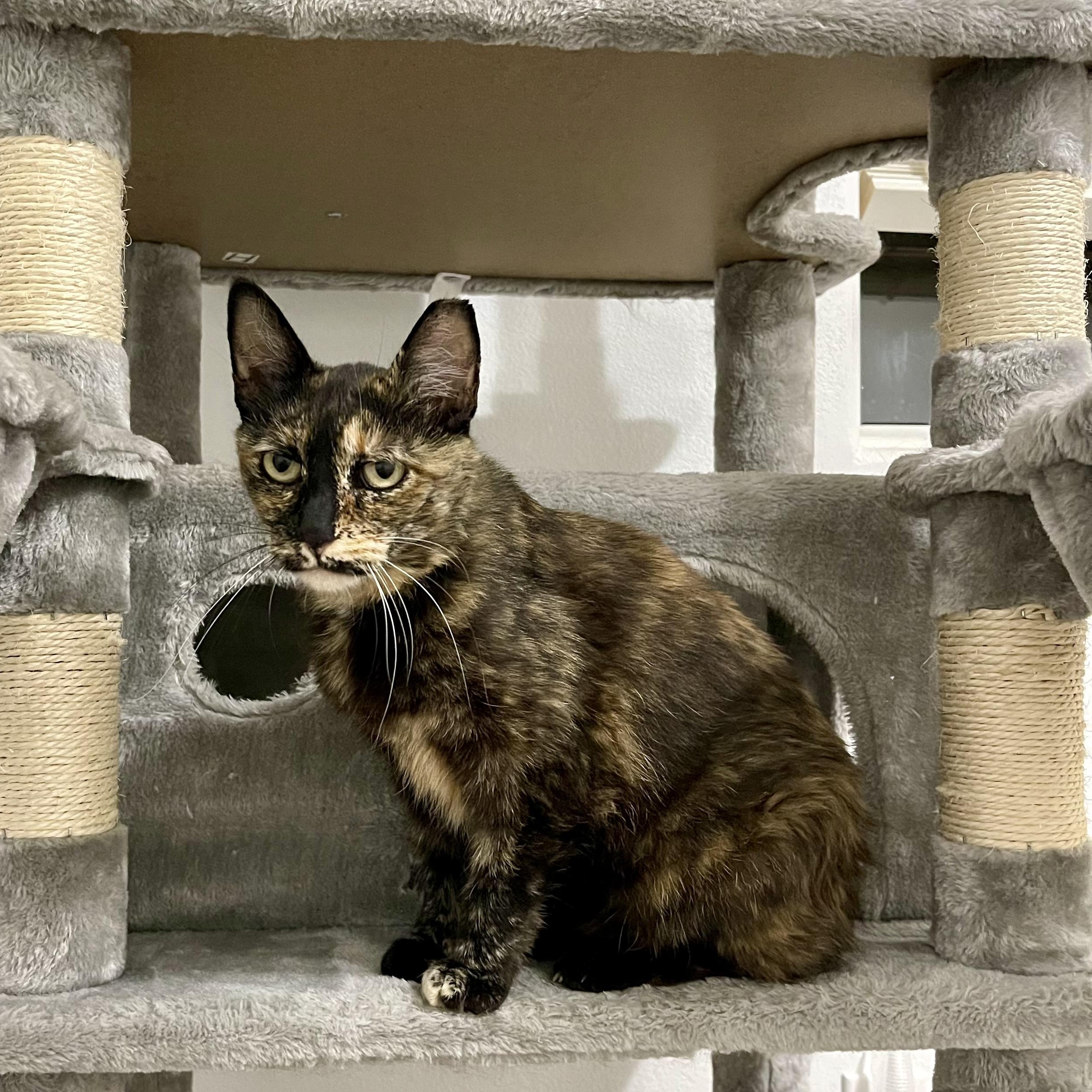 Jade, a Adoptable Domestic Short Hair in Chandler, AZ image 4/5