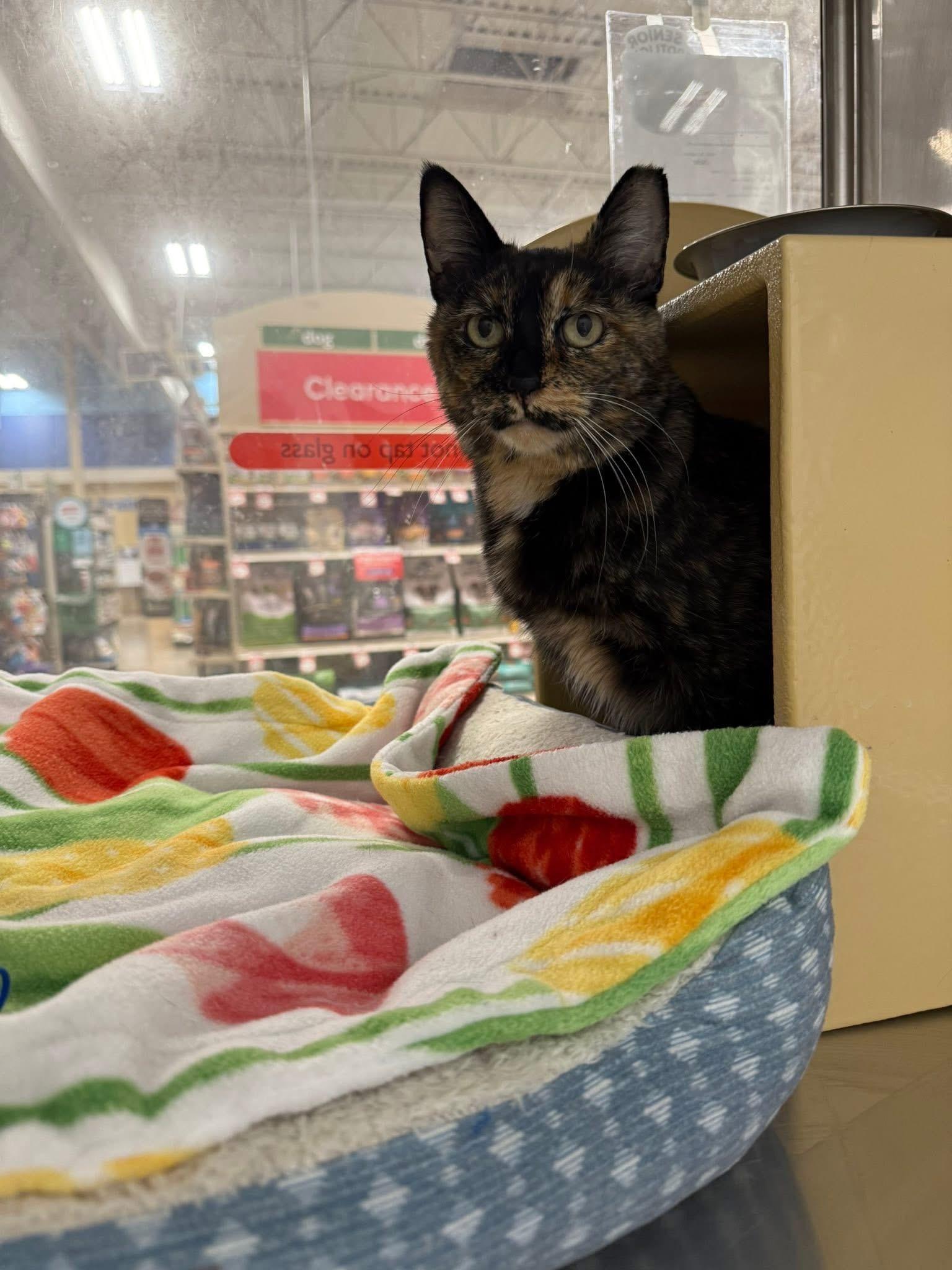 Jade, a Adoptable Domestic Short Hair in Chandler, AZ image 1/5