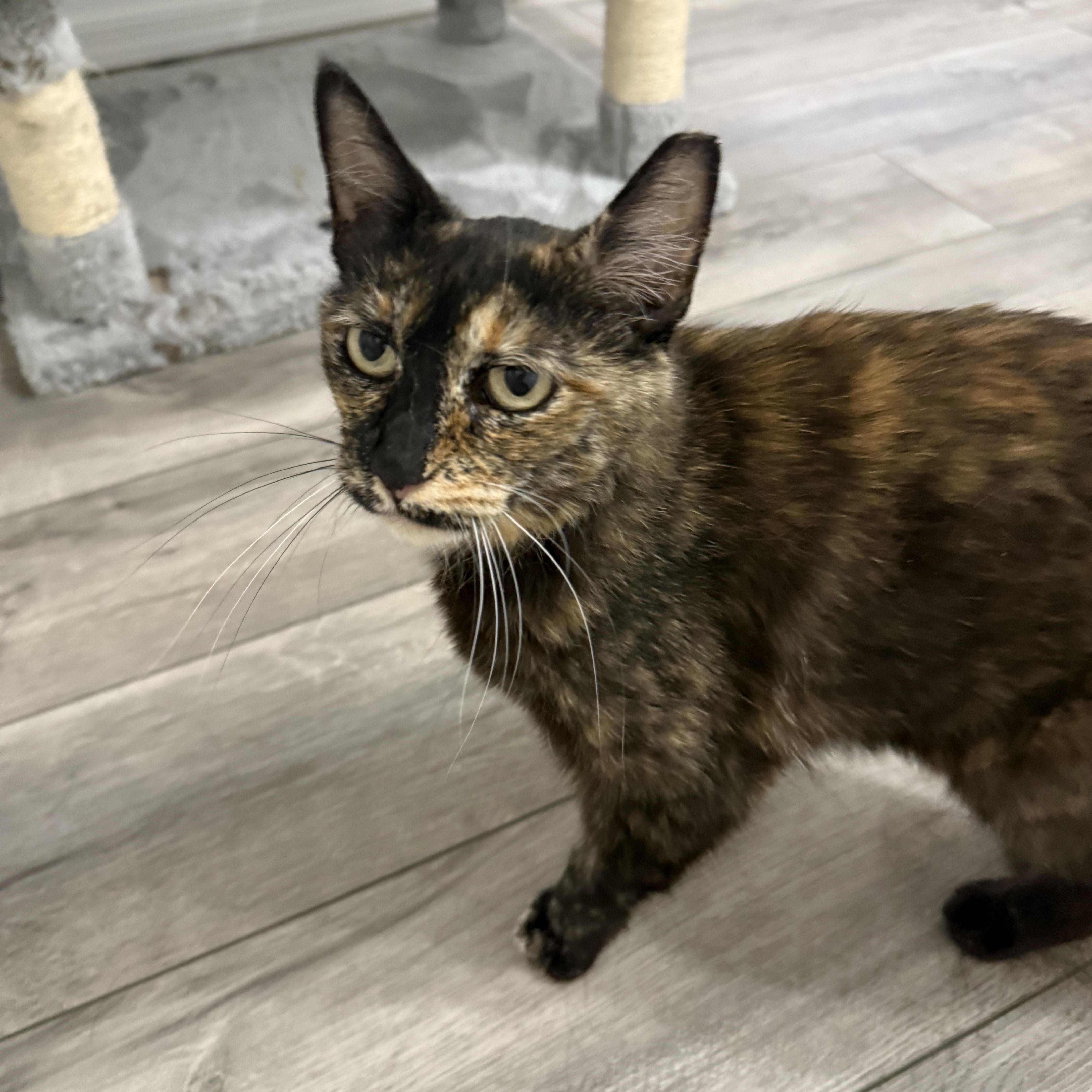 Jade, a Adoptable Domestic Short Hair in Chandler, AZ image 5/5