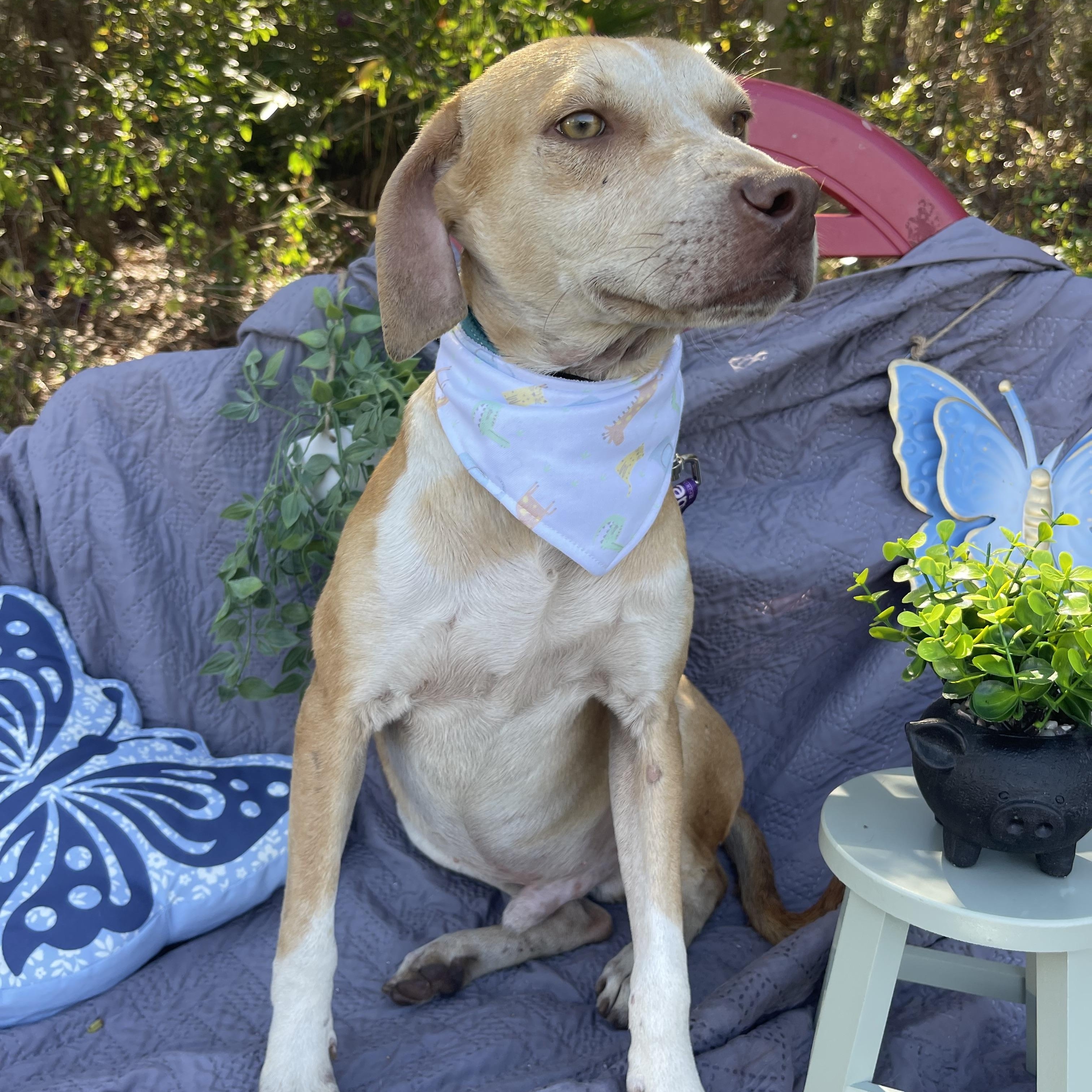 Enlarge Mason , a ADOPTABLE mixed breed in Sebring, FL image 2/4