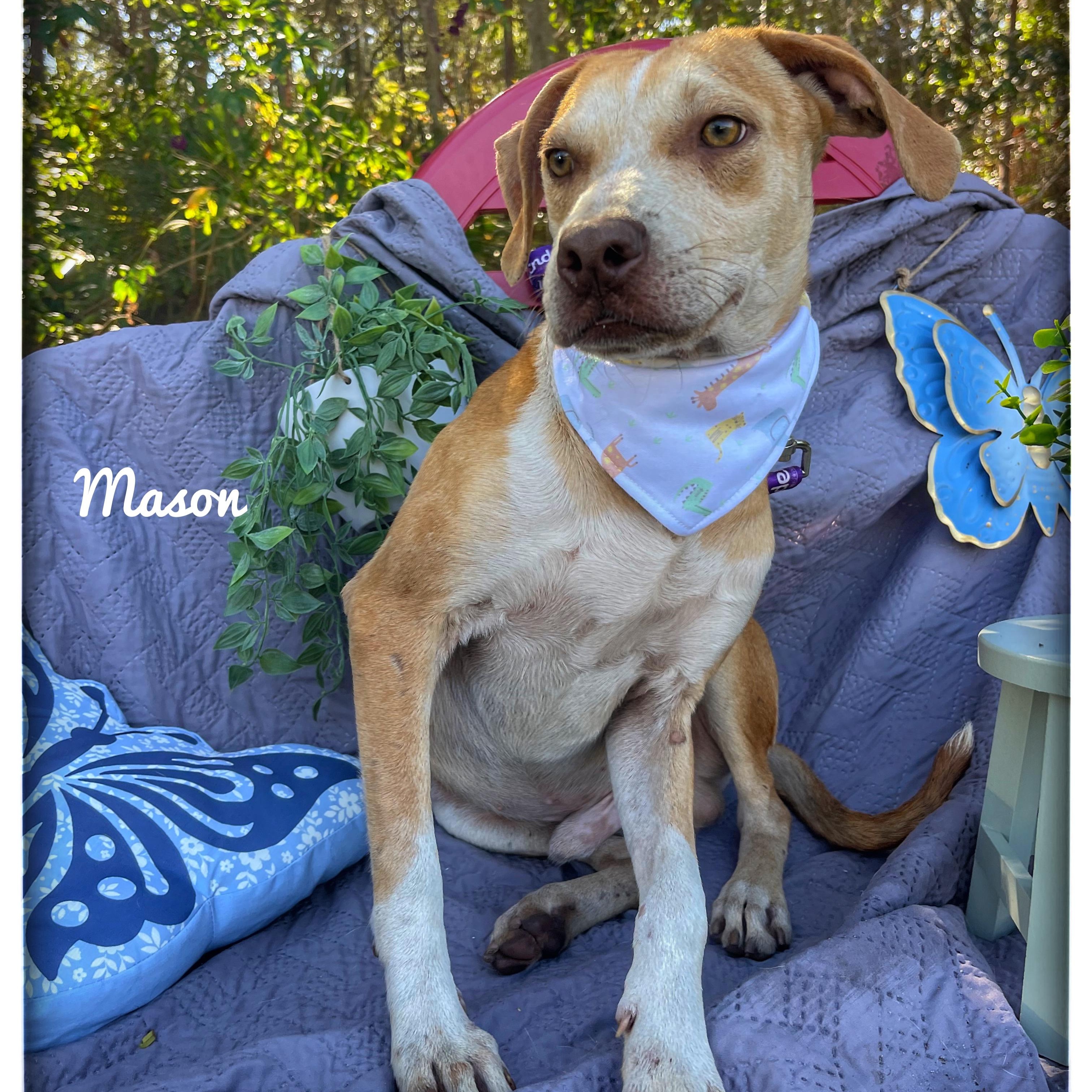 Enlarge Mason , a ADOPTABLE mixed breed in Sebring, FL image 1/4