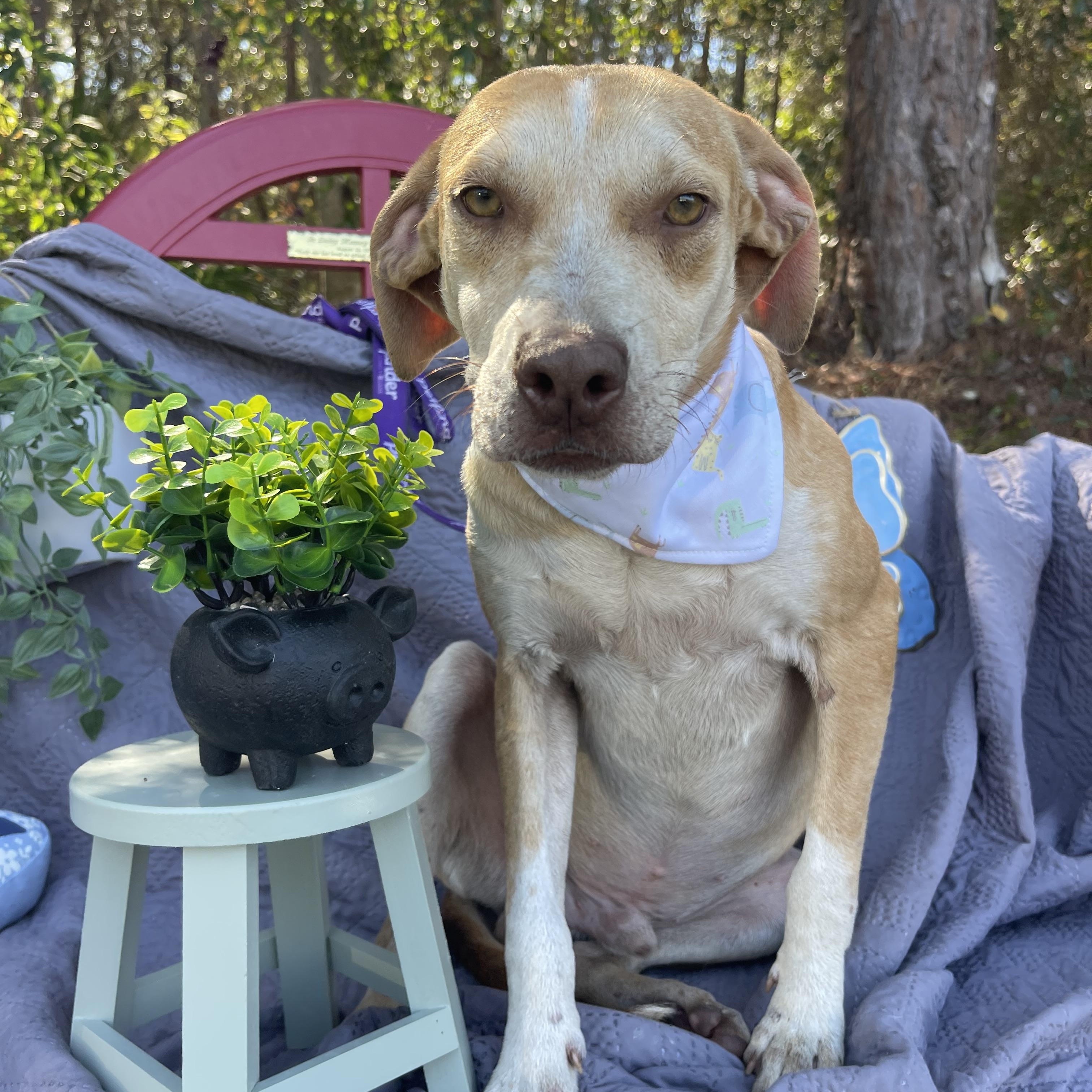 Enlarge Mason , a ADOPTABLE mixed breed in Sebring, FL image 3/4