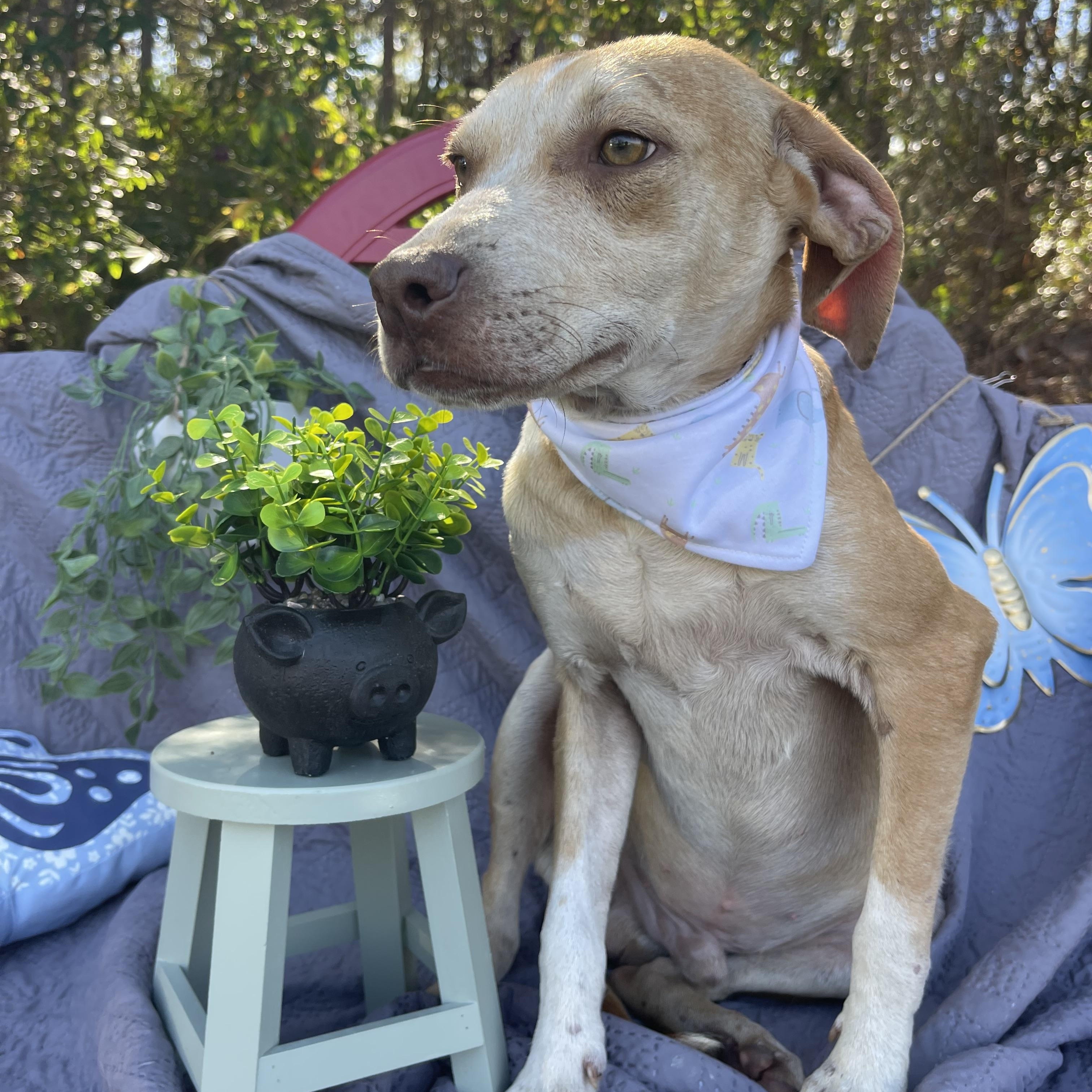 Enlarge Mason , a ADOPTABLE mixed breed in Sebring, FL image 4/4