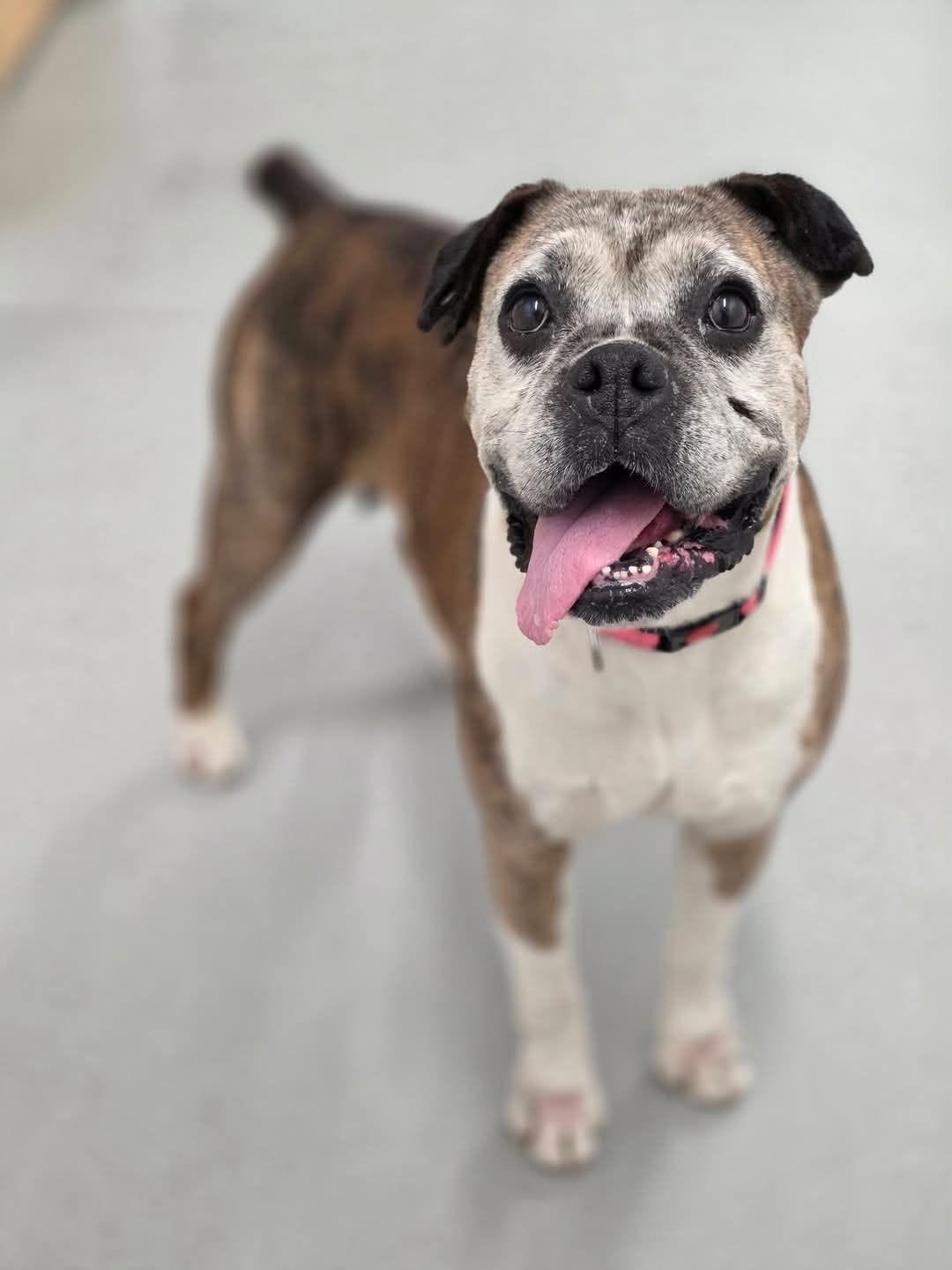 Sophie, ADOPTABLE, Senior Female Boxer.