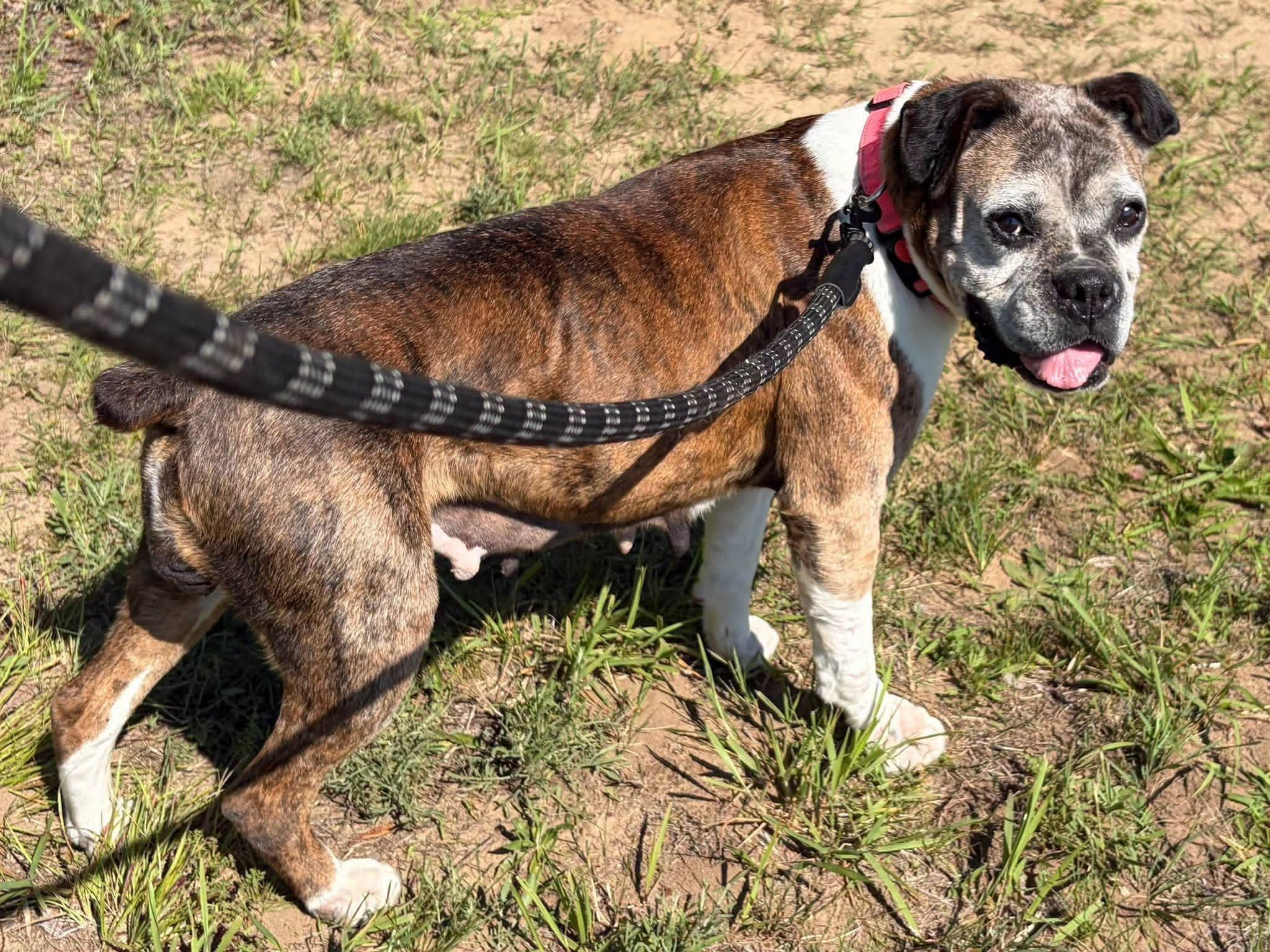 Sophie, a ADOPTABLE Boxer in Shelby, MI image 2/2
