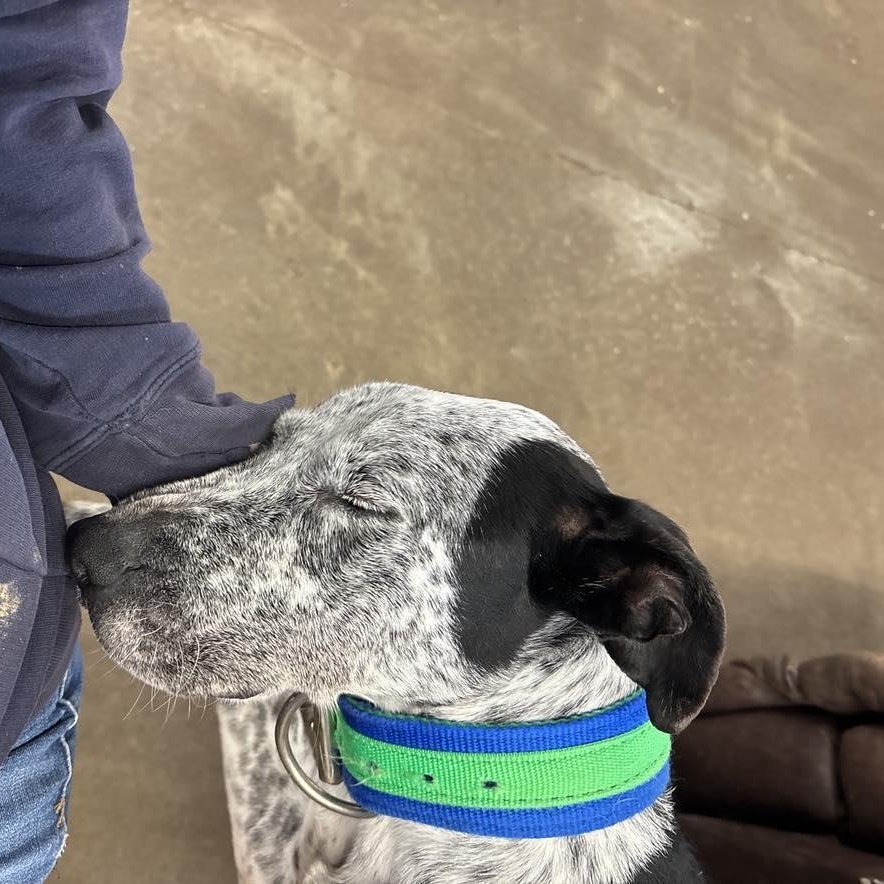 Enlarge Louie, an adoptable mixed breed in Quincy, IL image 3/5