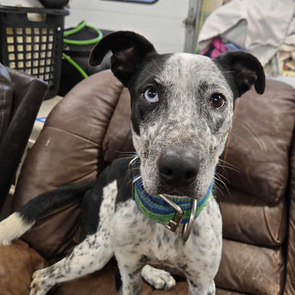 Enlarge Louie, an adoptable mixed breed in Quincy, IL image 1/5