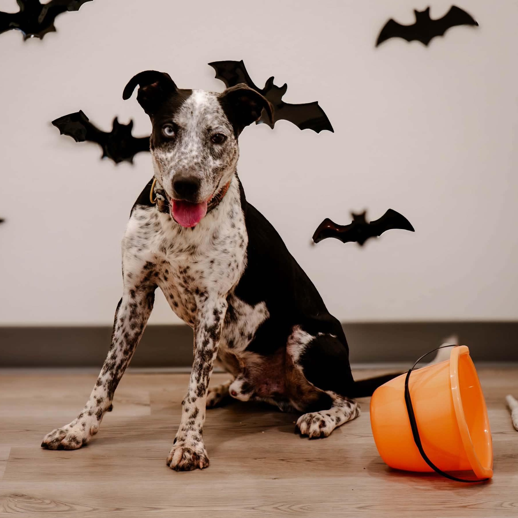 Louie, Adoptable, Adult Male Australian Cattle Dog / Blue Heeler.