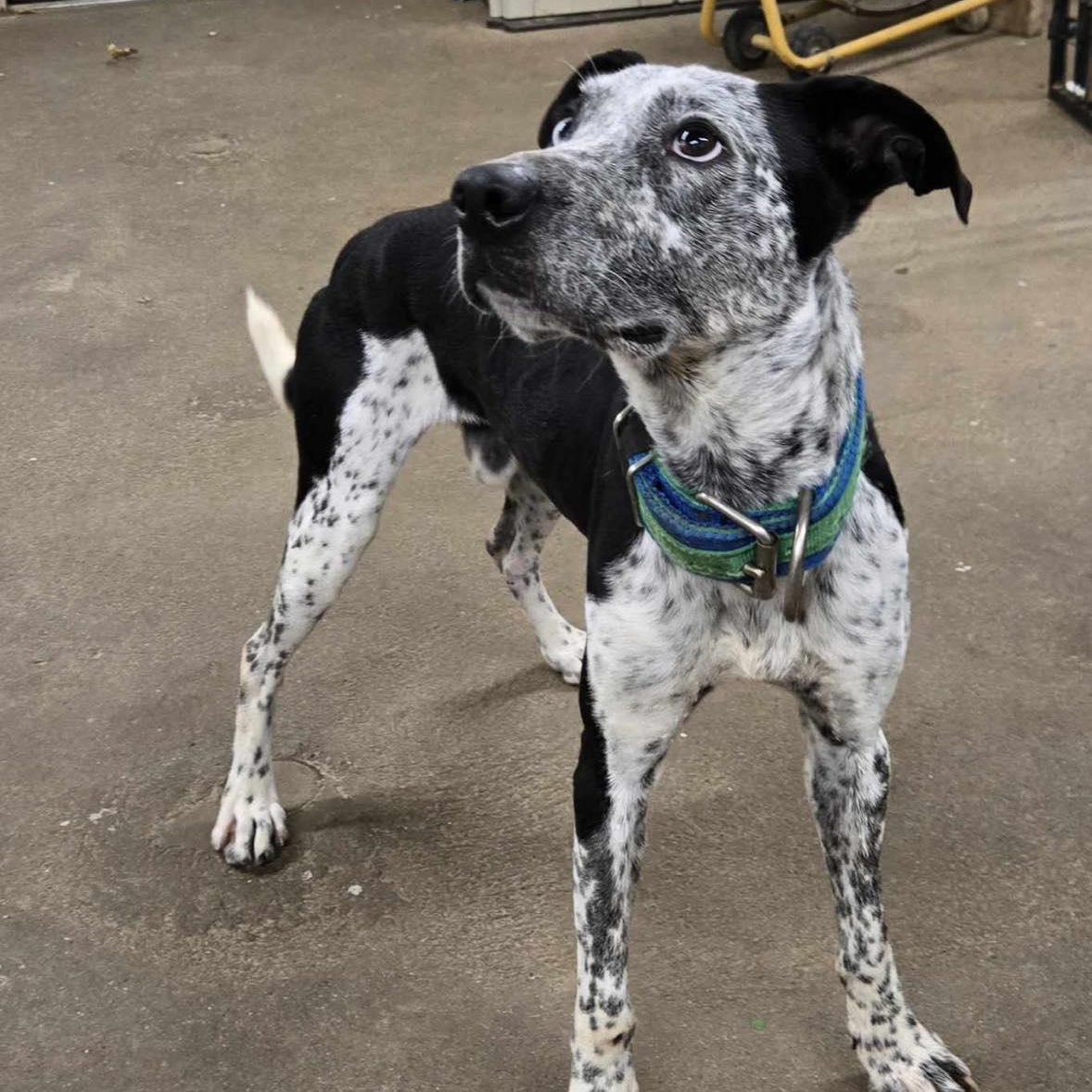 Louie, adoptable, Adult Male Australian Cattle Dog / Blue Heeler.