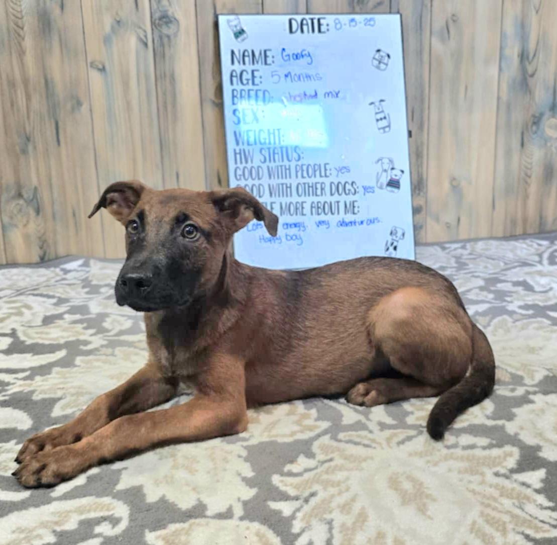 Goofy, a Adopted mixed breed in Camden, AR image 2/2