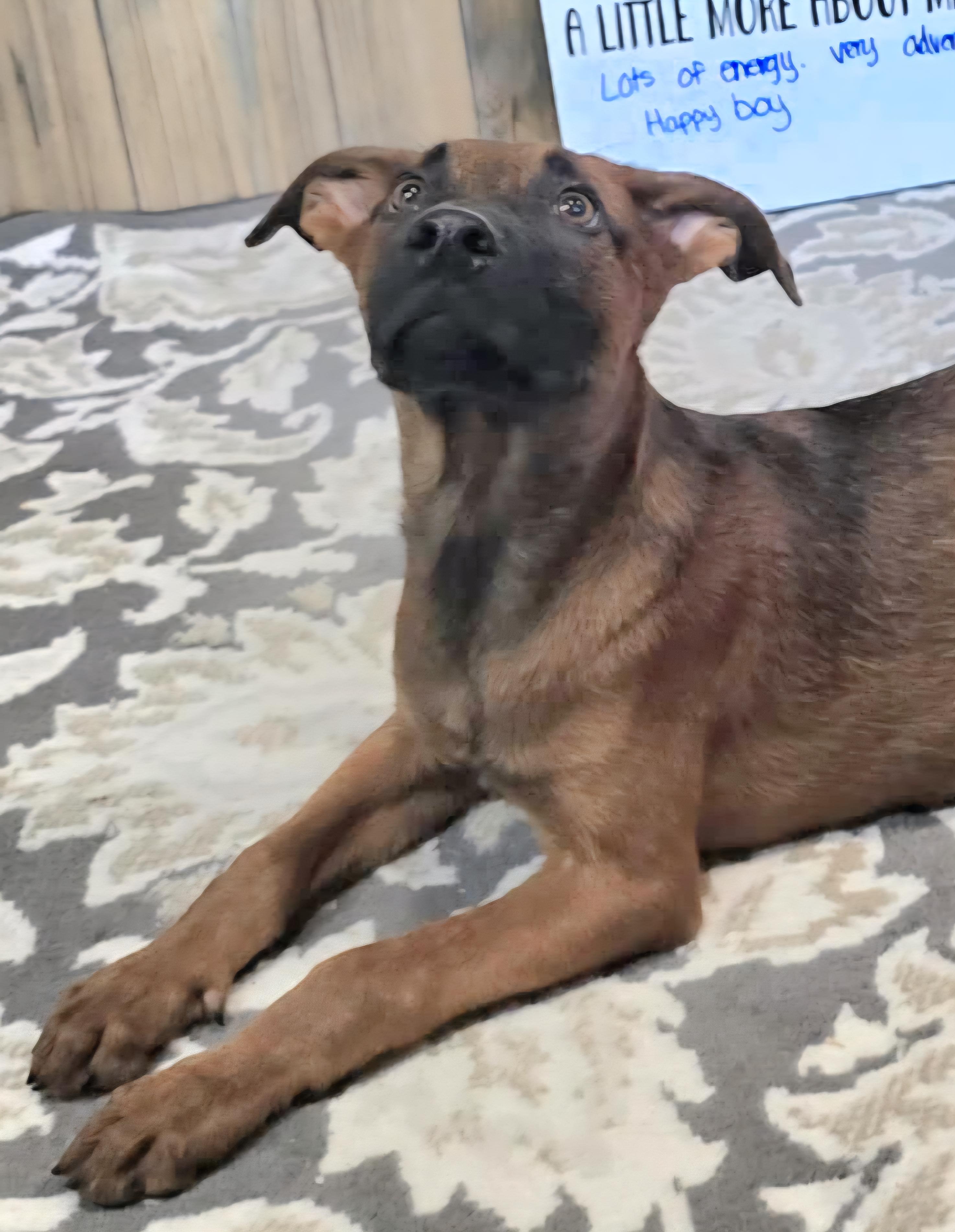 Goofy, a Adopted mixed breed in Camden, AR image 1/2