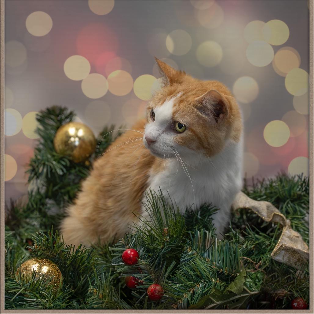 Kiki (Cheeseburger Macaroni), Adoptable, Senior Female Domestic Short Hair.