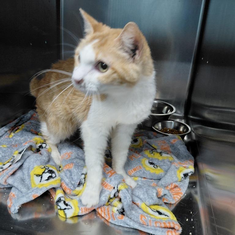 Kiki (Cheeseburger Macaroni), a Adoptable Domestic Short Hair in Henderson, KY image 2/3