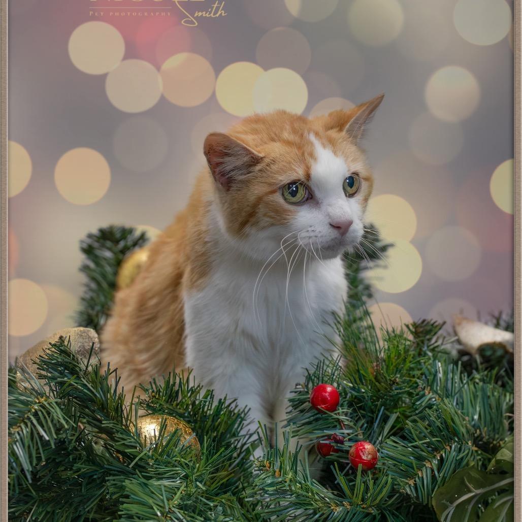 Kiki (Cheeseburger Macaroni), a Adoptable Domestic Short Hair in Henderson, KY image 3/3