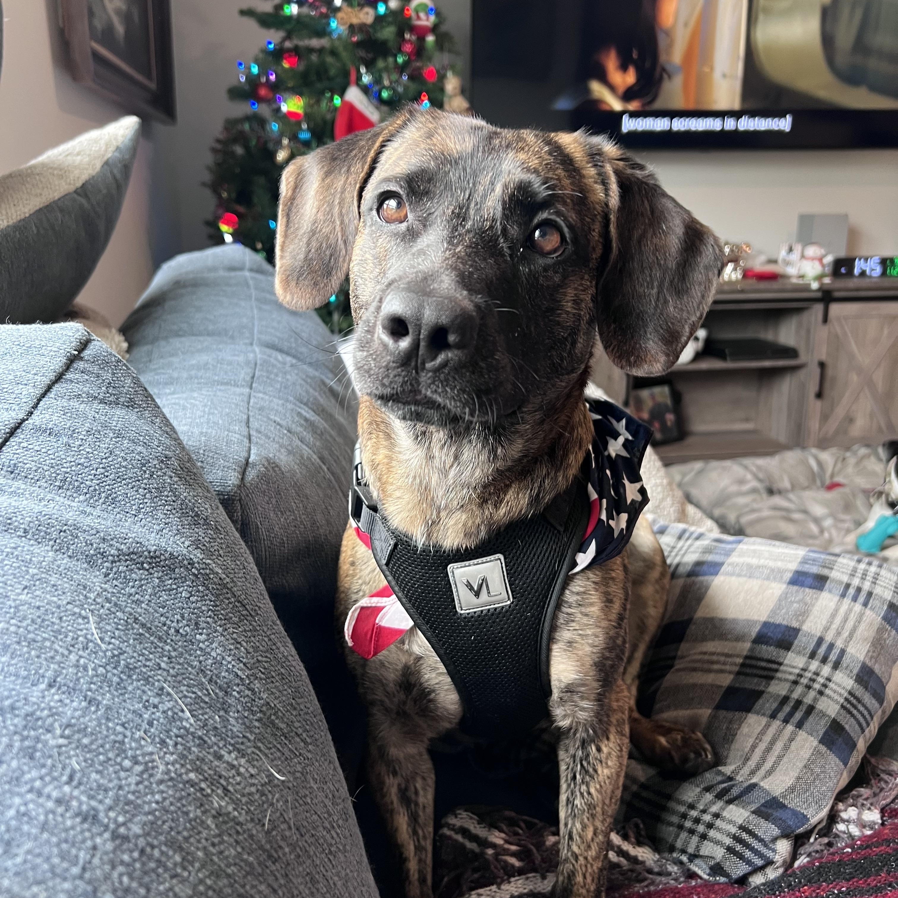 Enlarge Marlie , a ADOPTABLE mixed breed in tampa, FL image 2/3