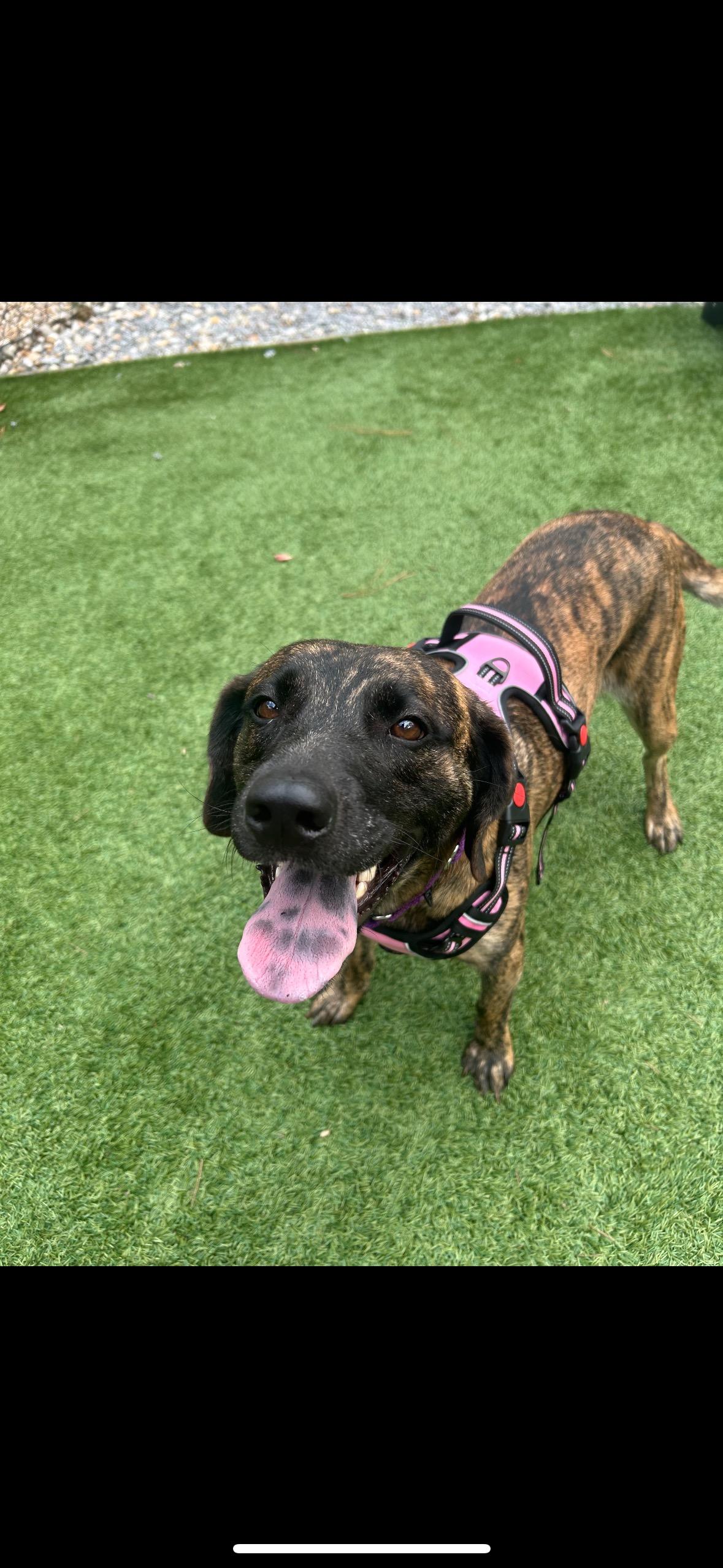 Enlarge Marlie , a ADOPTABLE mixed breed in tampa, FL image 3/3