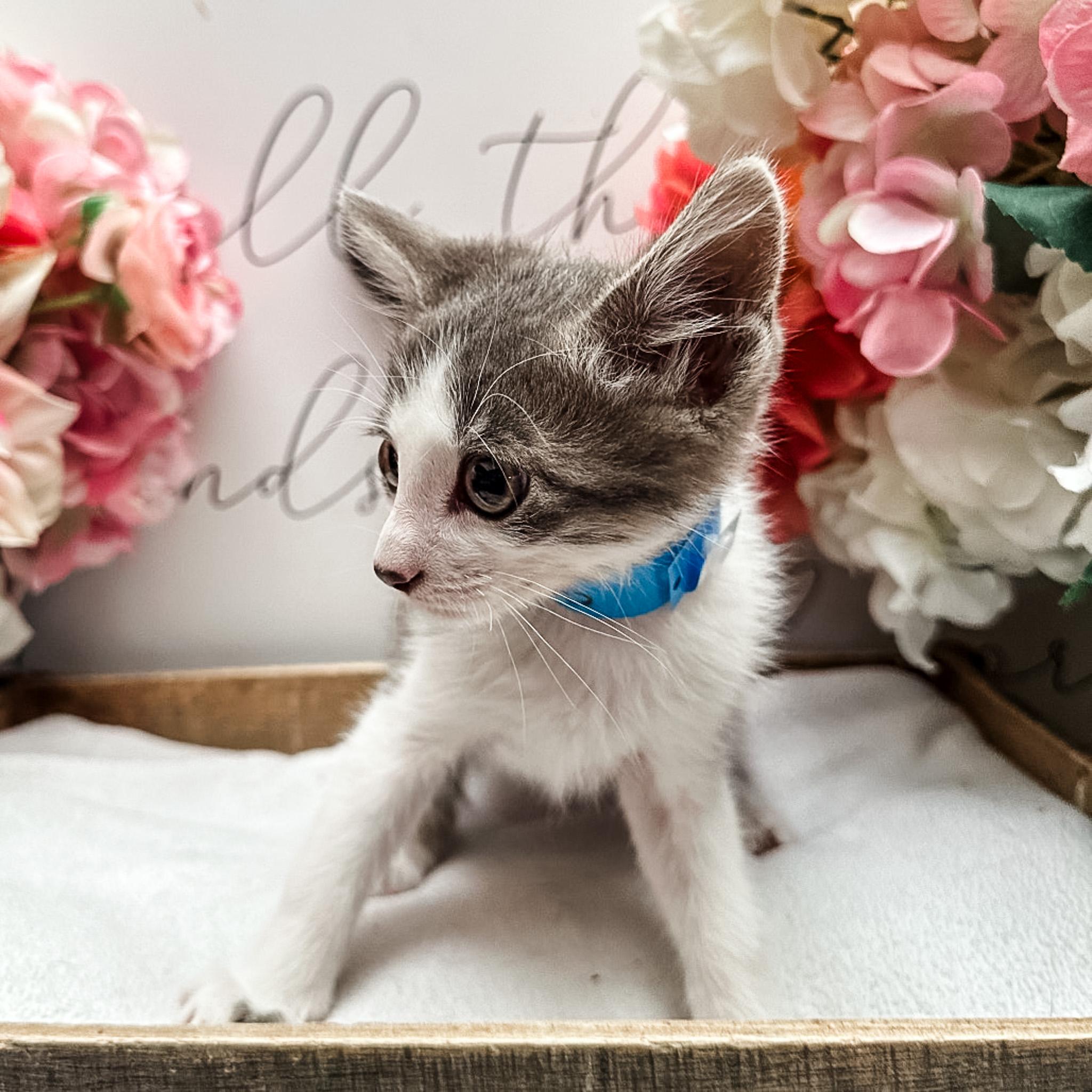 Enlarge Oregano, a Adoptable mixed breed in Newberg, OR image 1/1