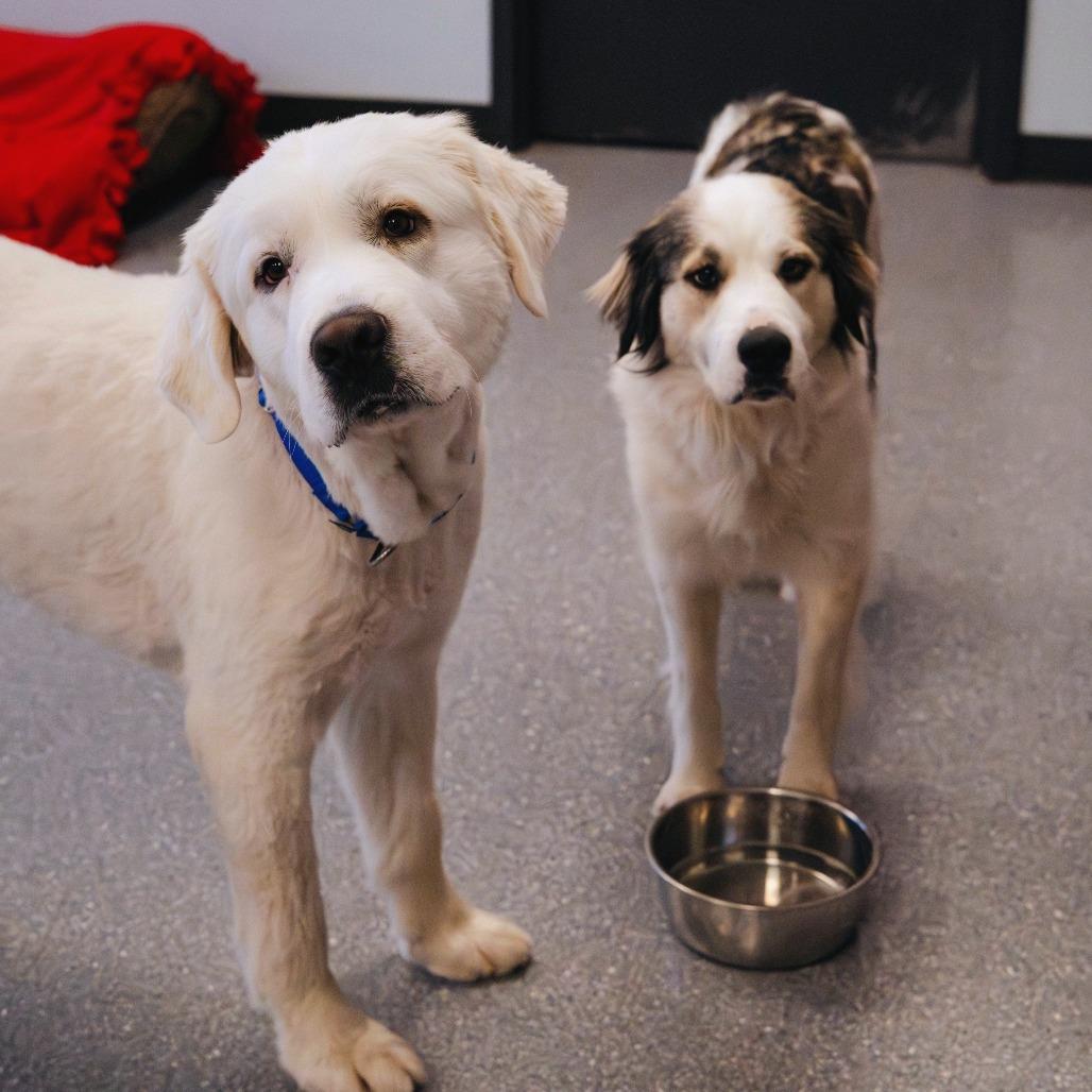 Frank (bonded with Claire), Adoptable, Adult Male Mixed Breed & Great Pyrenees.