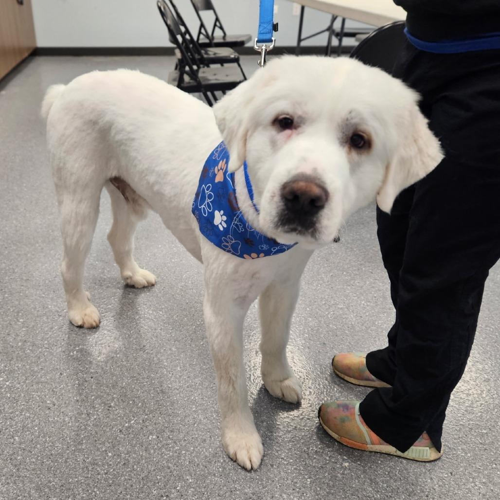 Enlarge Frank (bonded with Claire), a Adoptable mixed breed in Naperville, IL image 2/6