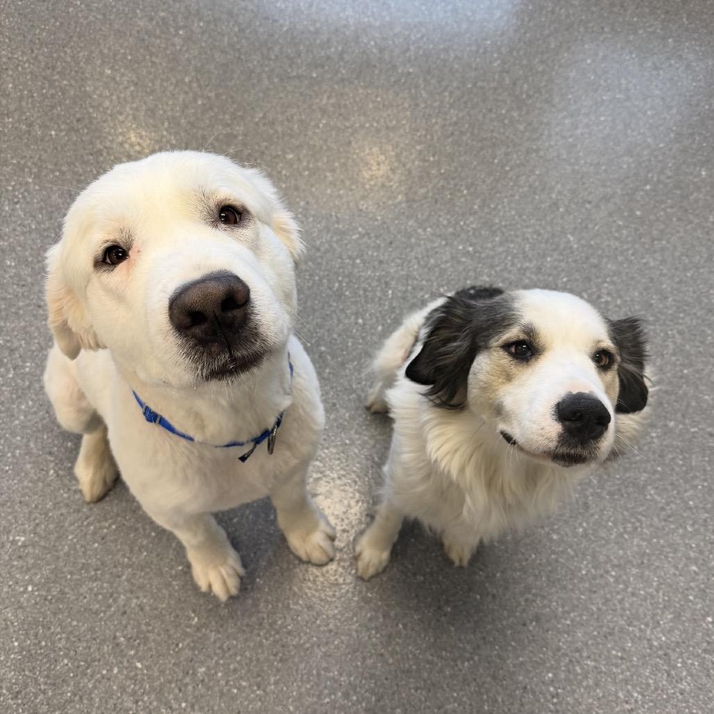 Enlarge Frank (bonded with Claire), a Adoptable mixed breed in Naperville, IL image 3/6