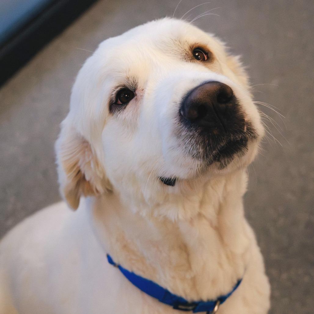 Enlarge Frank (bonded with Claire), a Adoptable mixed breed in Naperville, IL image 4/6