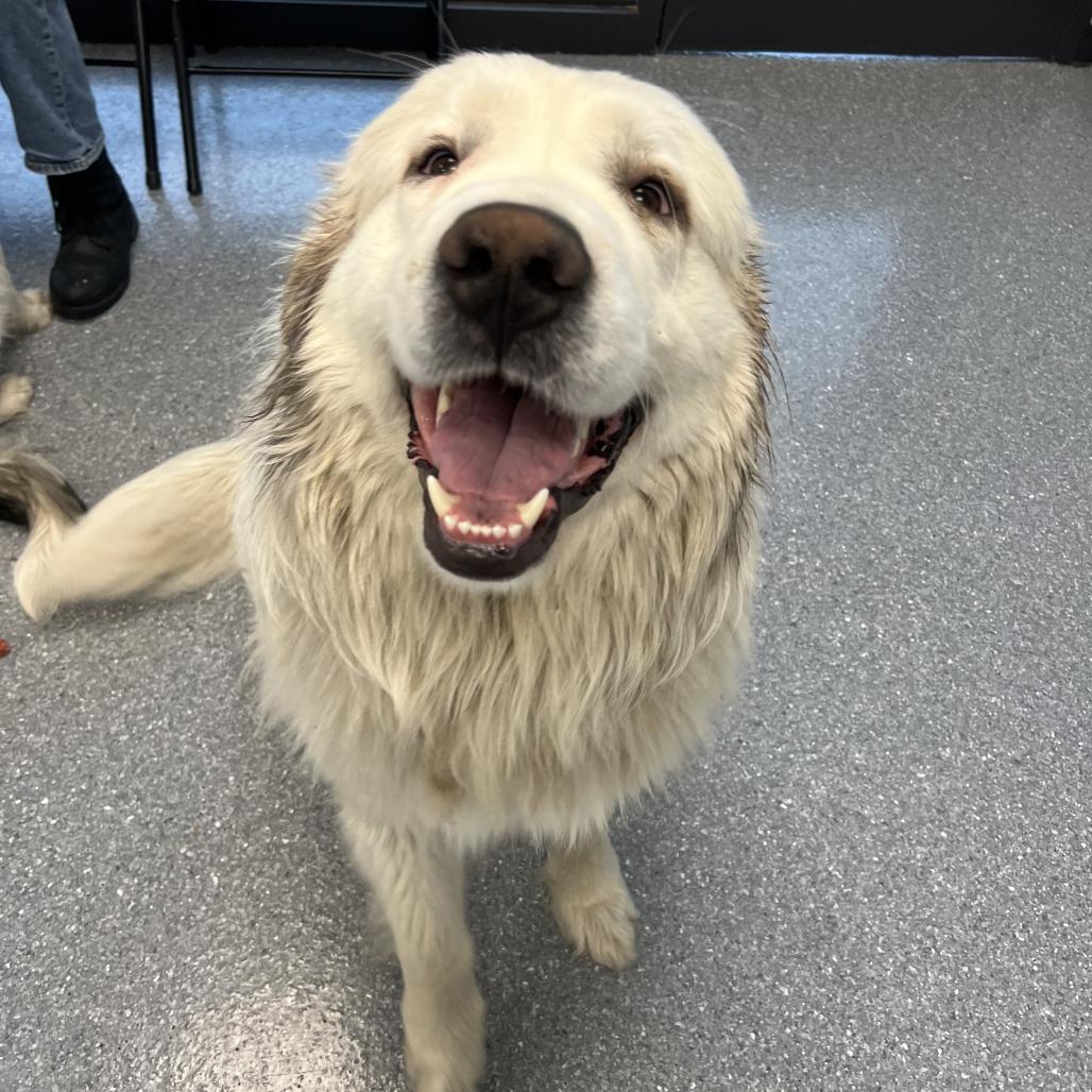 Enlarge Frank (bonded with Claire), a Adoptable mixed breed in Naperville, IL image 5/6