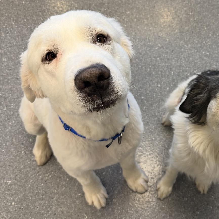 Enlarge Frank (bonded with Claire), a Adoptable mixed breed in Naperville, IL image 6/6