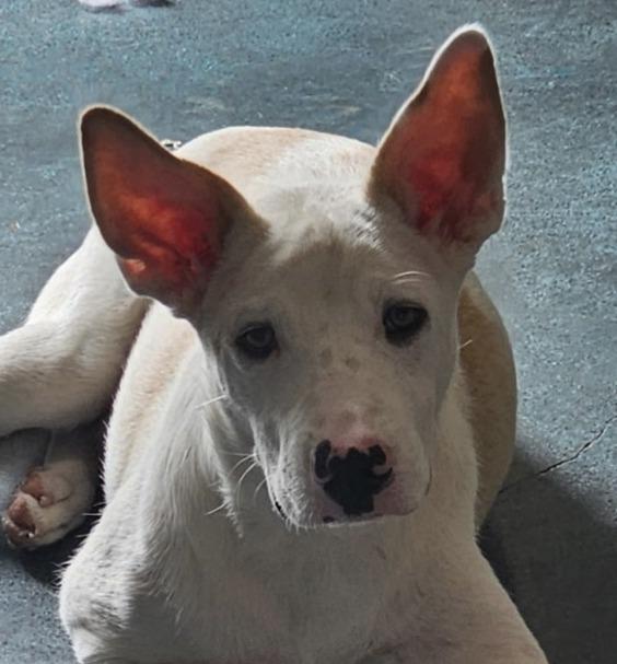 Tristian, Adoptable, Young Male Shepherd.