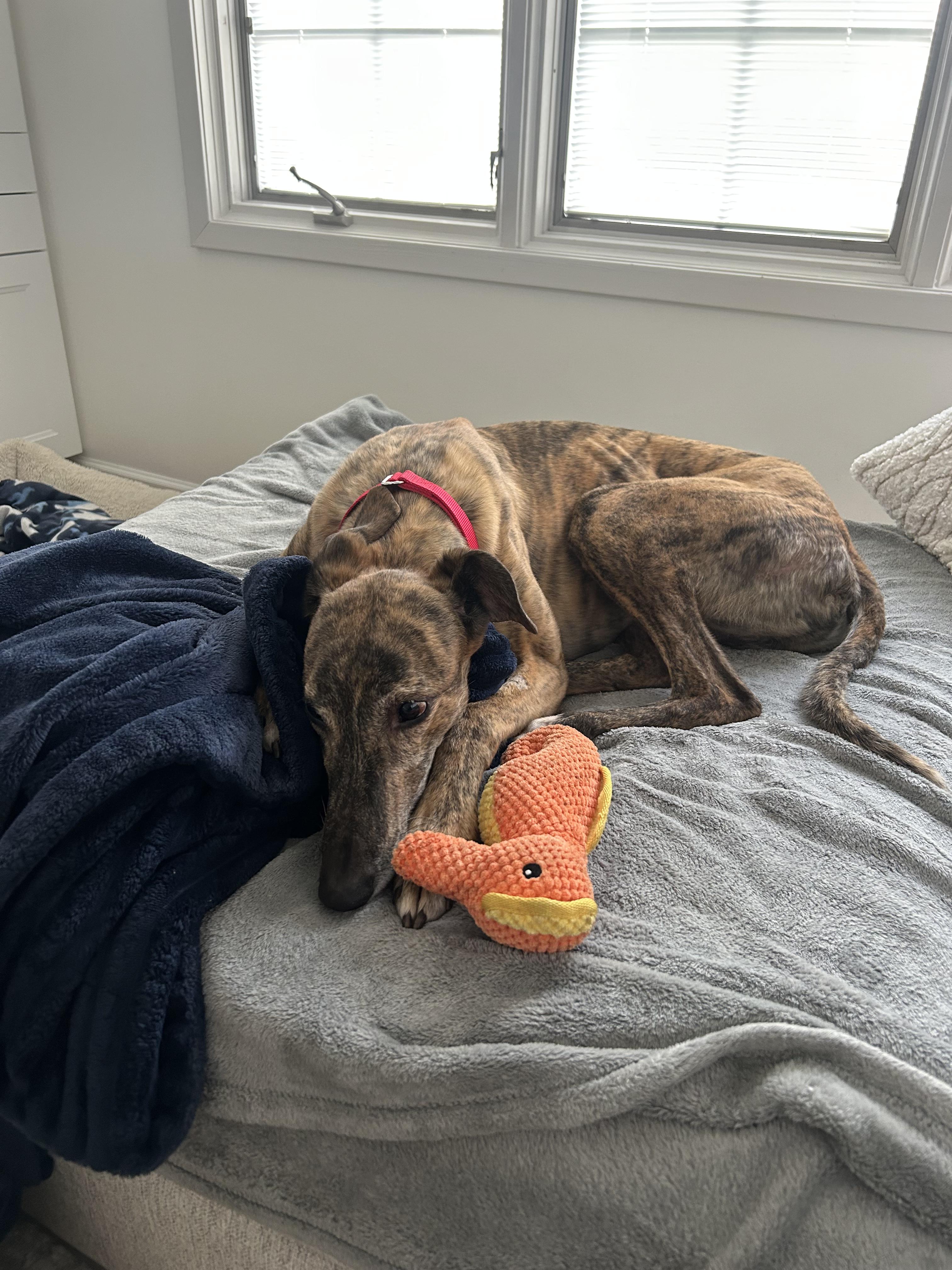 Sarge, ADOPTABLE, Senior Male Greyhound.