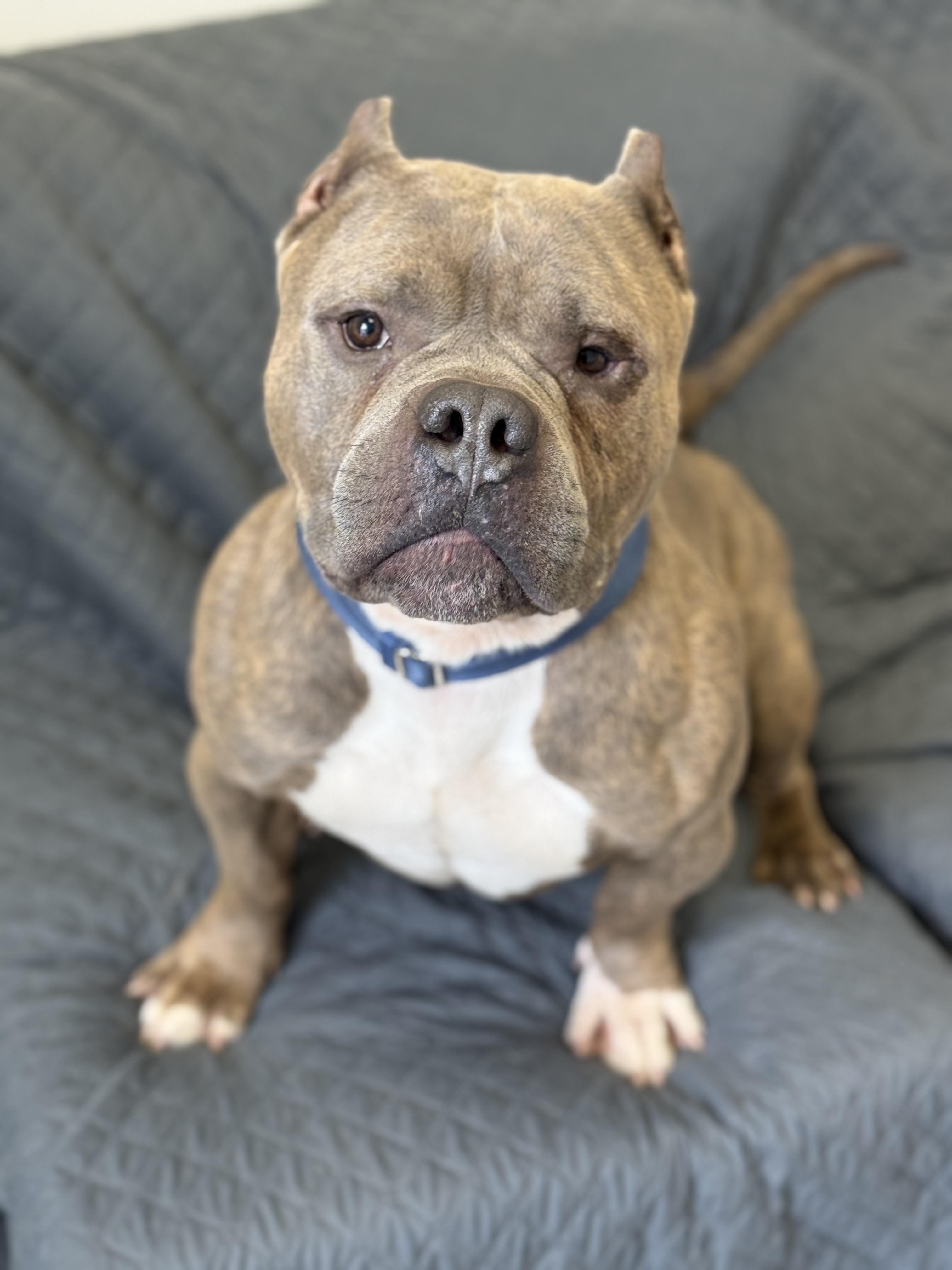 Biggie, adopted, Young Male Bulldog.