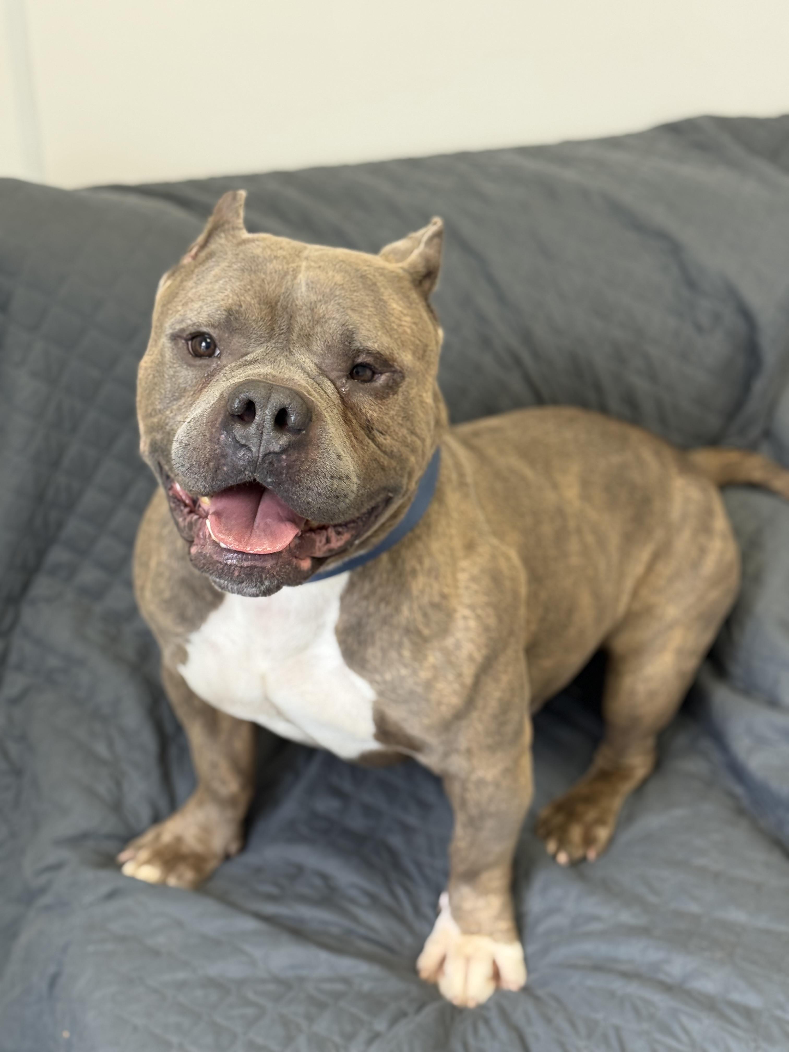 Enlarge Biggie, an adopted mixed breed in Everett, ON image 3/5