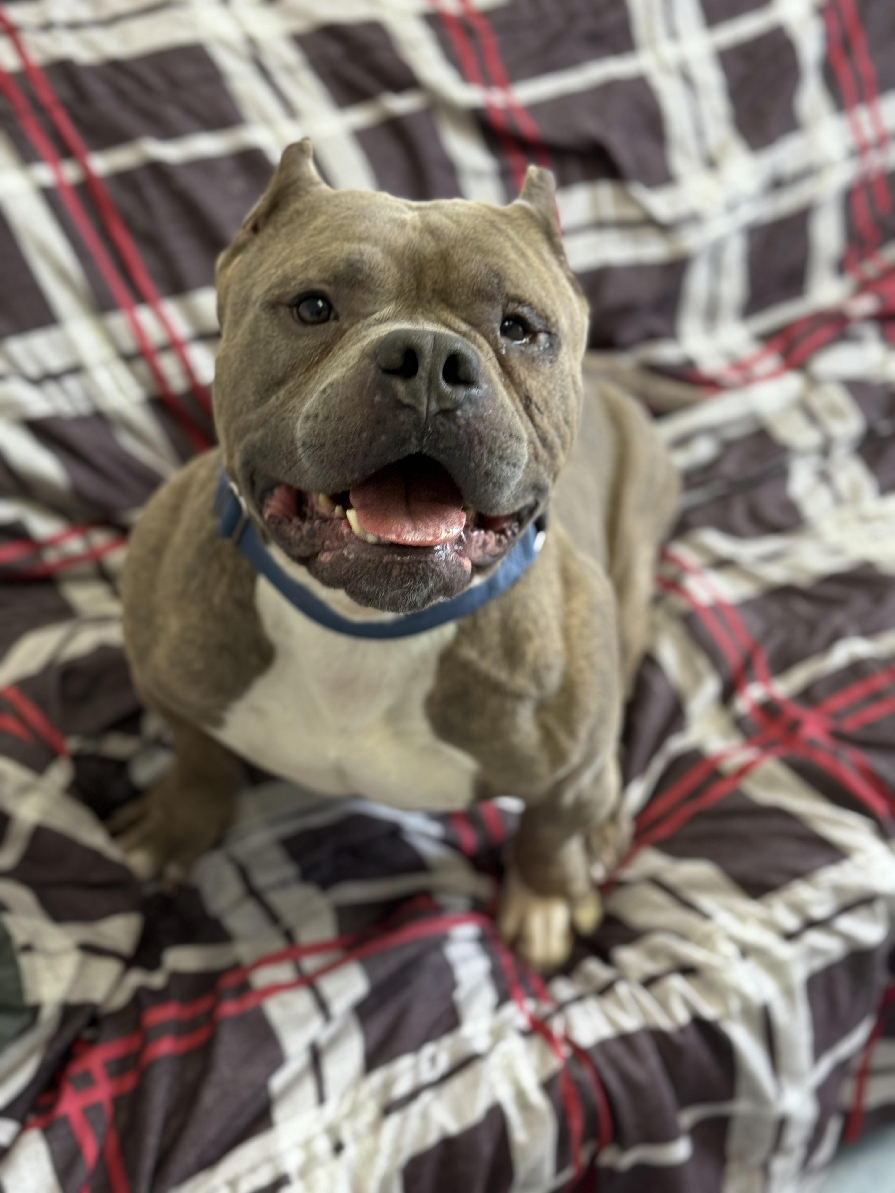 Enlarge Biggie, an adopted mixed breed in Everett, ON image 5/5