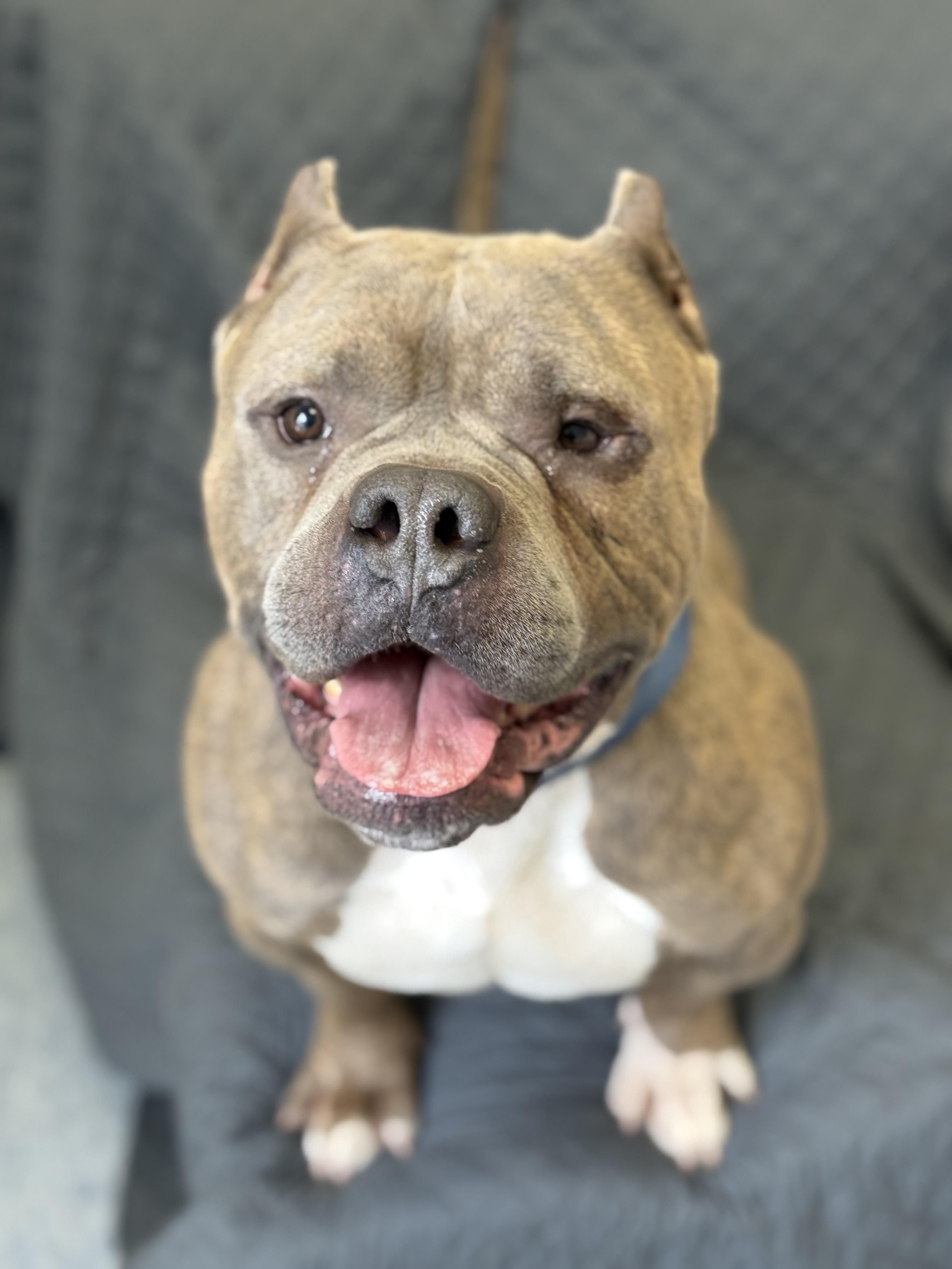 Enlarge Biggie, an adopted mixed breed in Everett, ON image 2/5