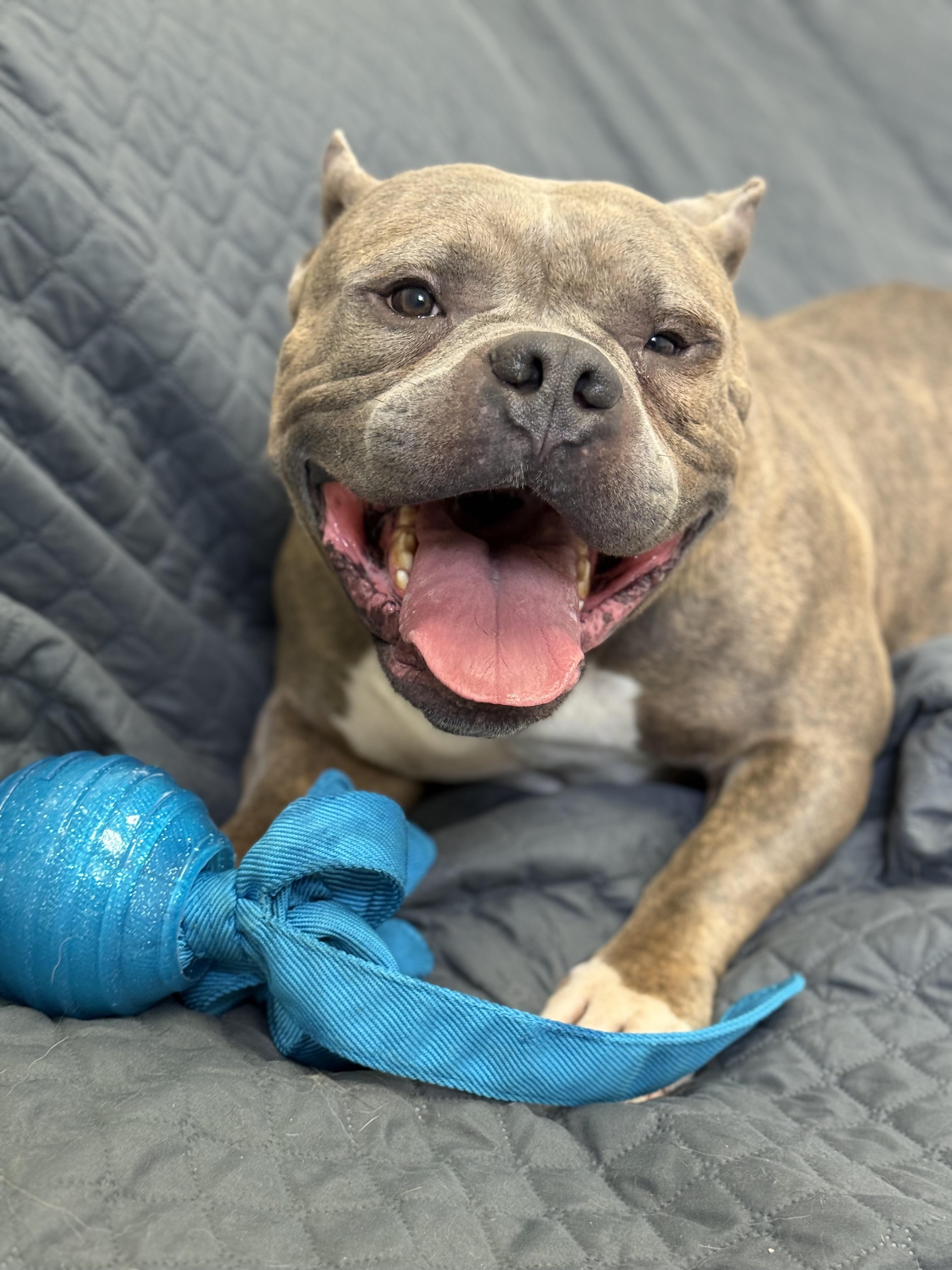 Enlarge Biggie, an adopted mixed breed in Everett, ON image 4/5